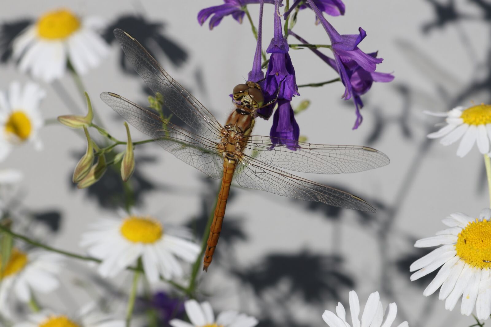 Tamron SP 90mm F2.8 Di VC USD 1:1 Macro sample photo. Dragonfly, violet, daisy photography