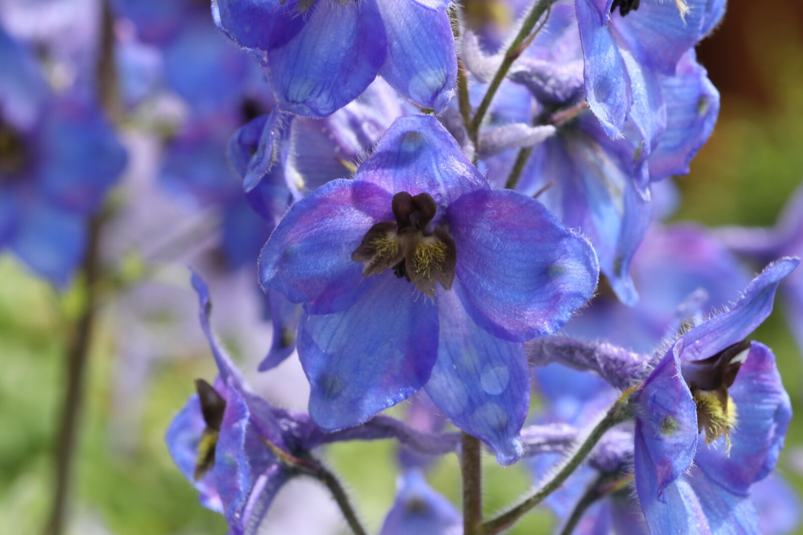 Tamron SP 90mm F2.8 Di VC USD 1:1 Macro sample photo. Delphinium, flower, blue photography
