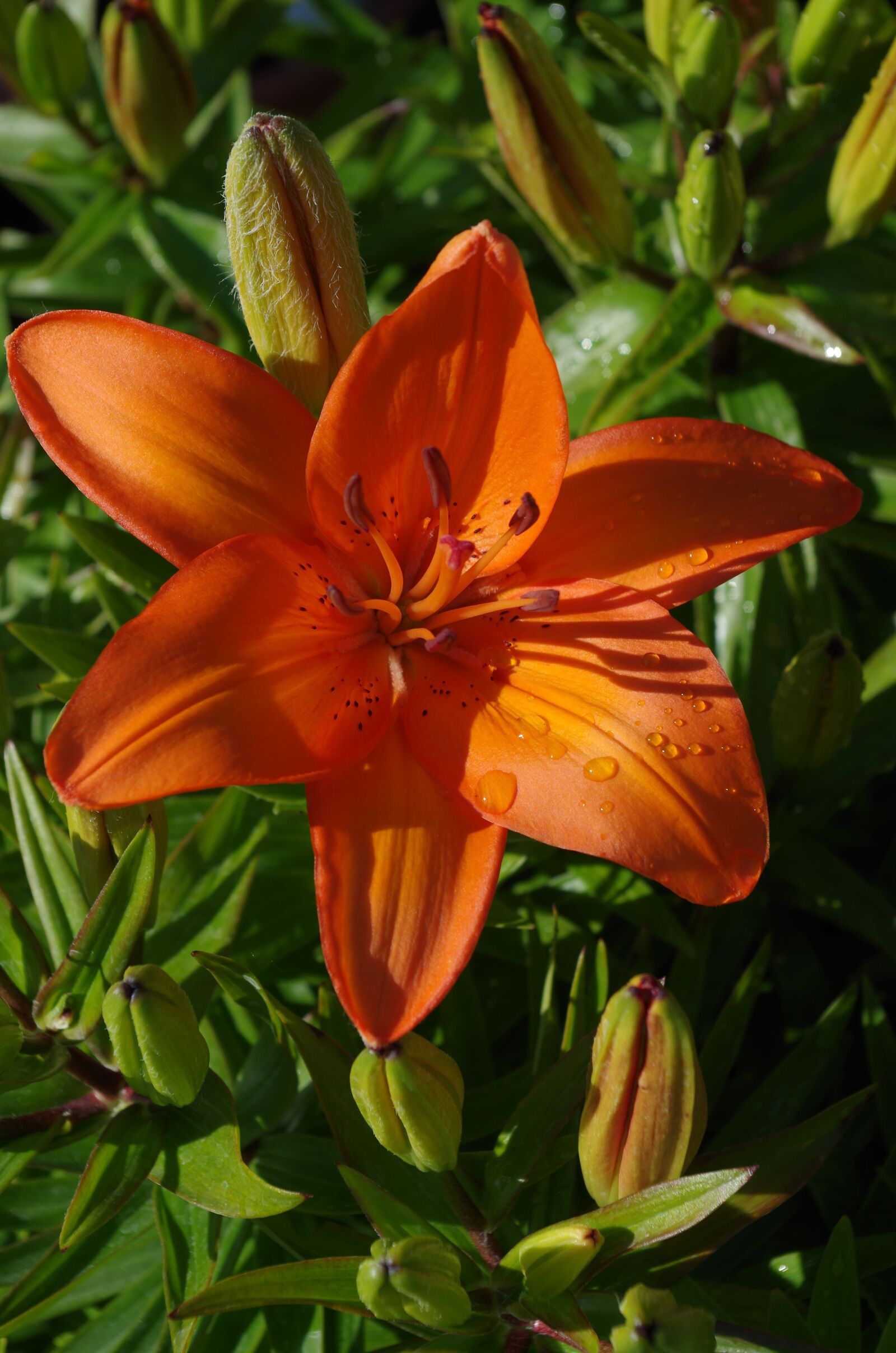 Pentax K-30 sample photo. Lily, orange, plant photography