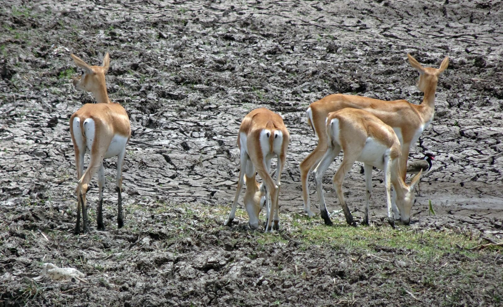 Sony Cyber-shot DSC-HX90V sample photo. Blackbuck, antilope cervicapra, indian photography