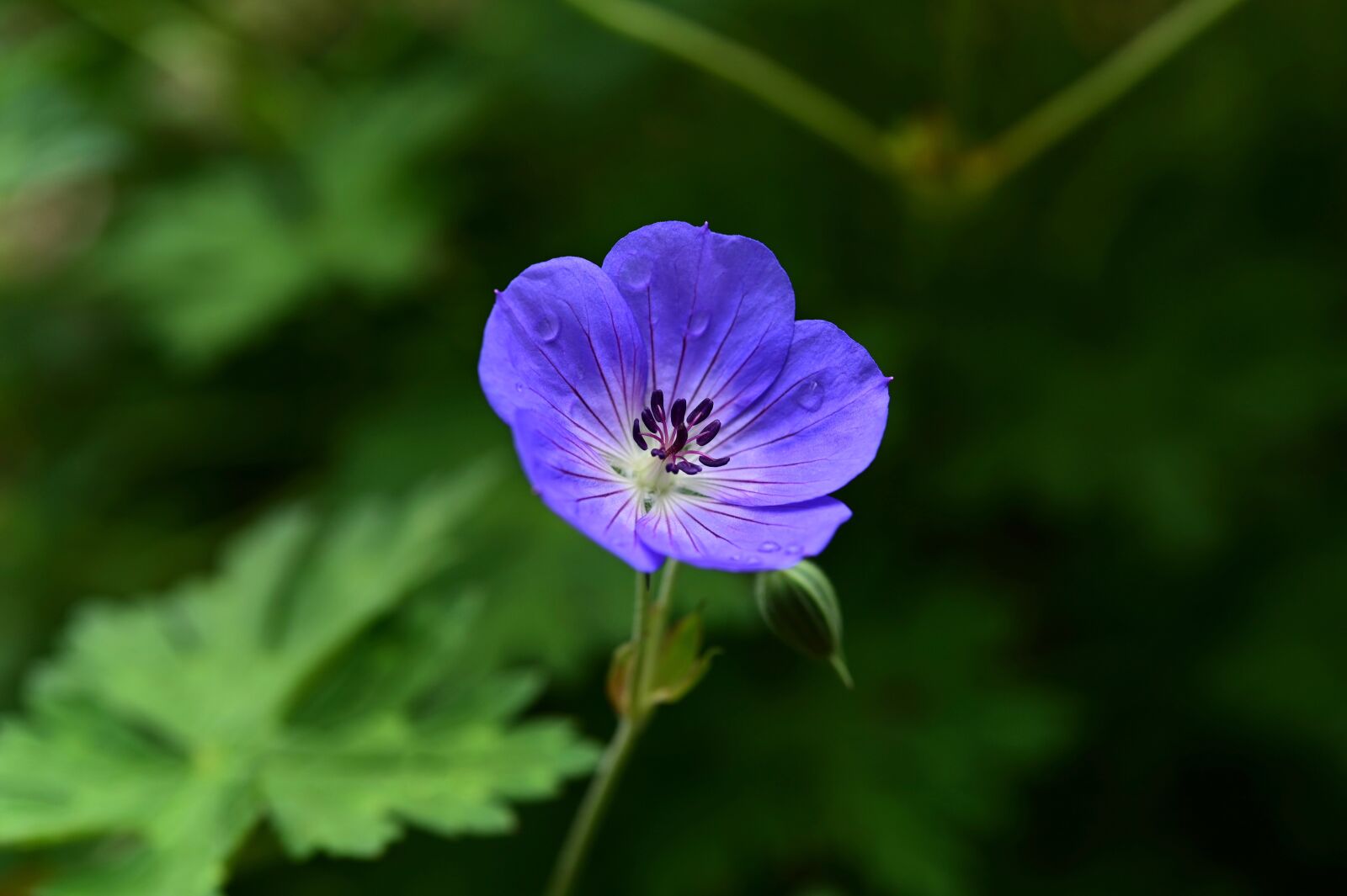 Nikon Z6 sample photo. Cranesbill, geranium, blossom photography