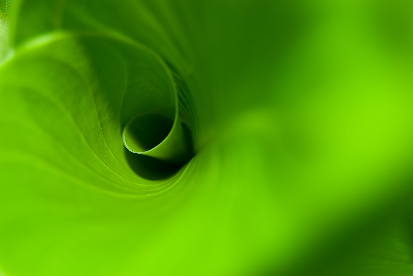 Nikon D80 sample photo. Abstract, texture, leaf photography