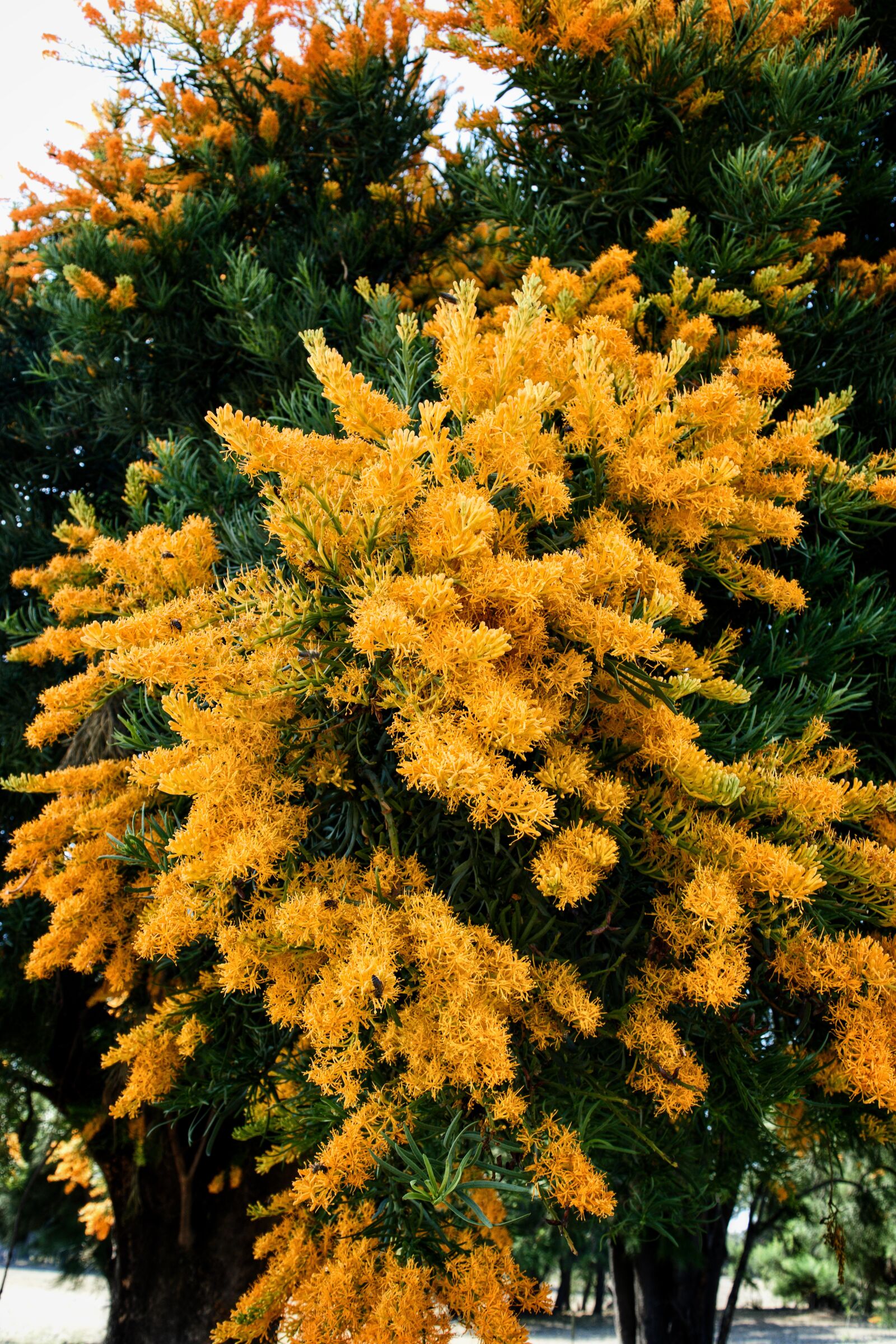 Nikon D3300 sample photo. Nuytsia florabunda, christmas tree photography