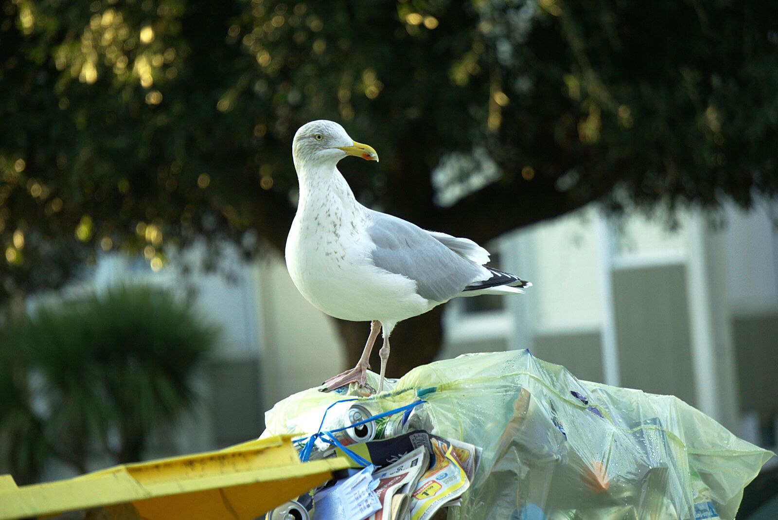 Sony a6000 sample photo. Gull, trash, bird photography