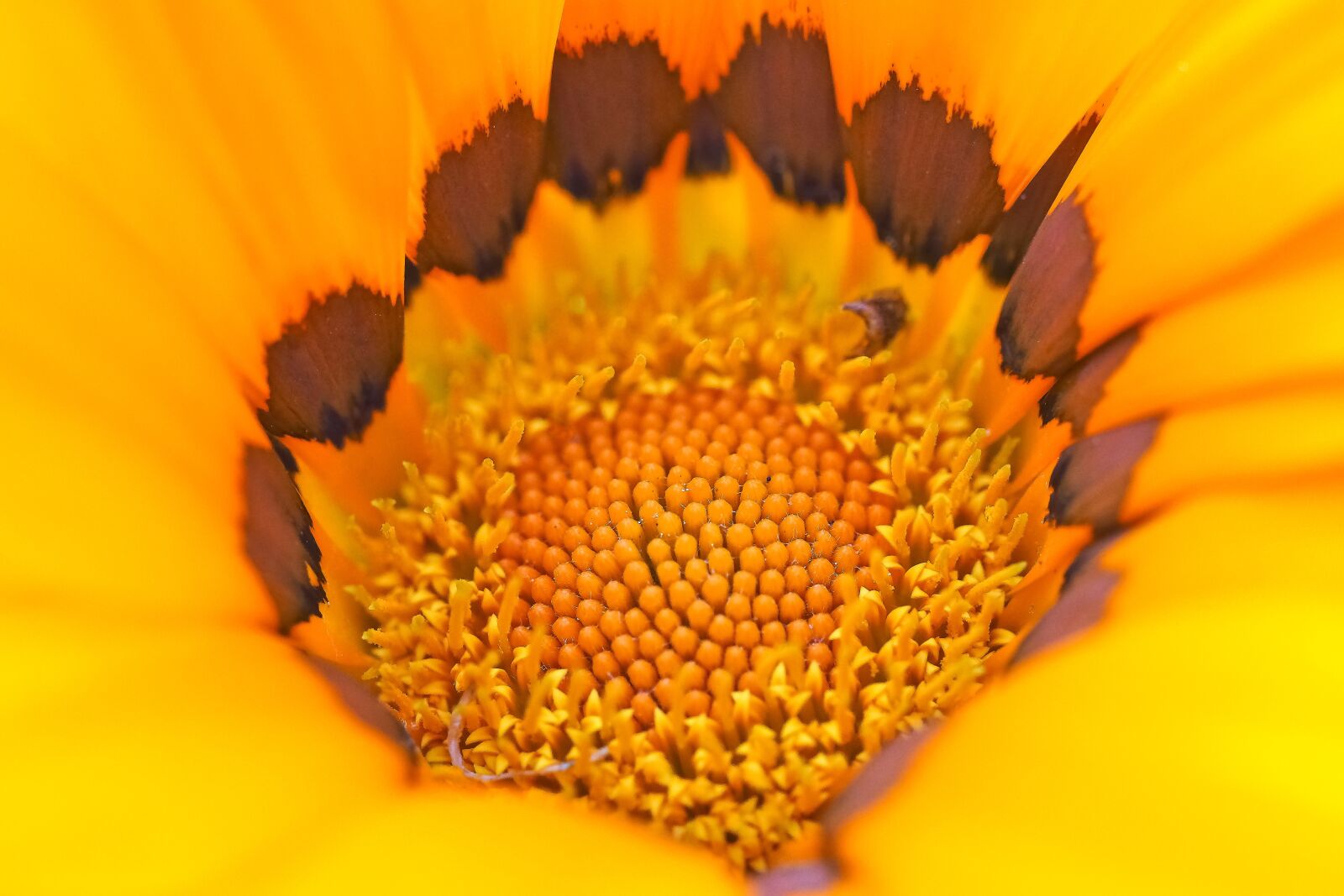 Olympus OM-D E-M10 sample photo. Cape basket, flower, spanish photography