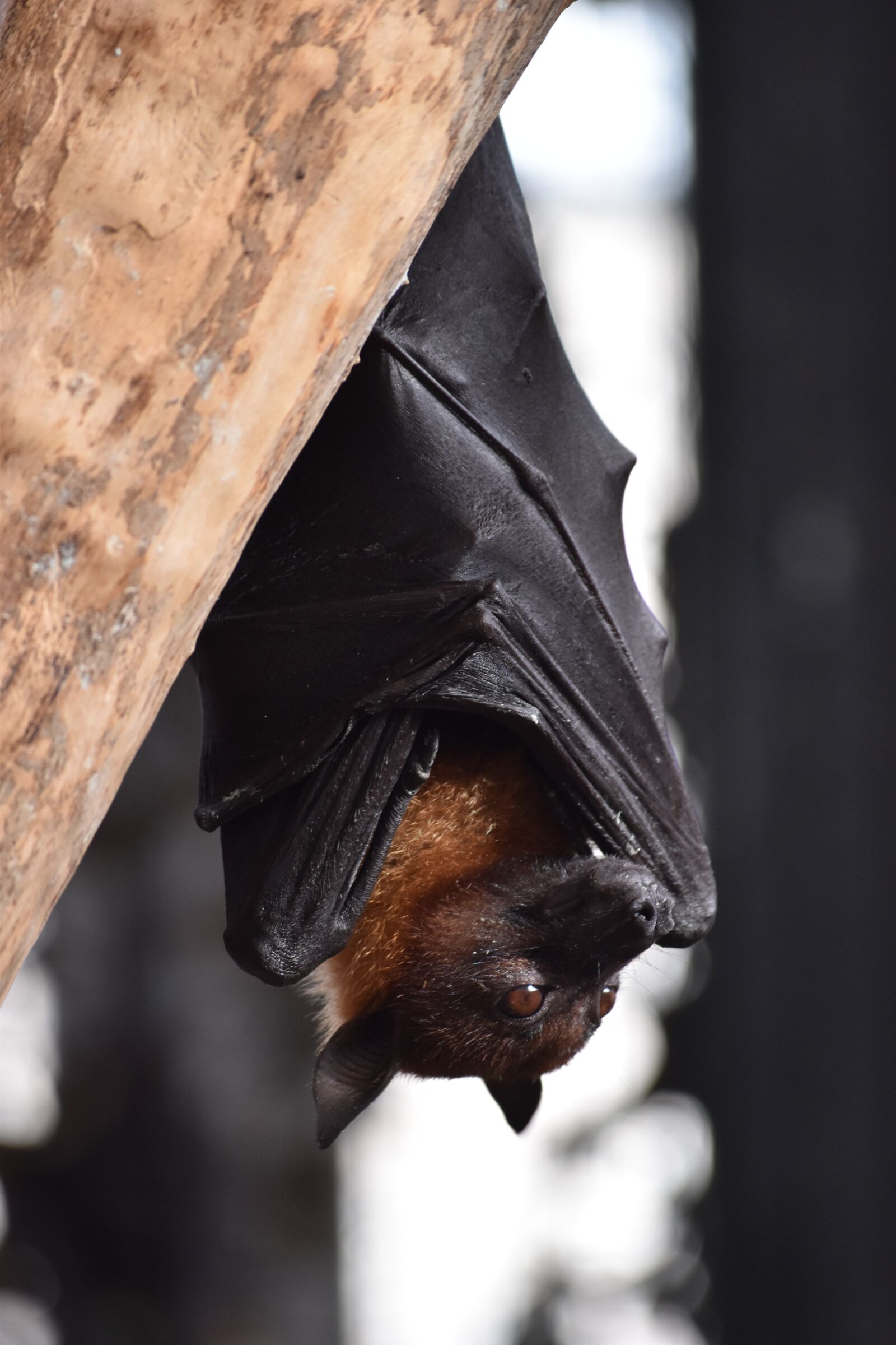 Nikon D5500 sample photo. Animal, bat, blood photography