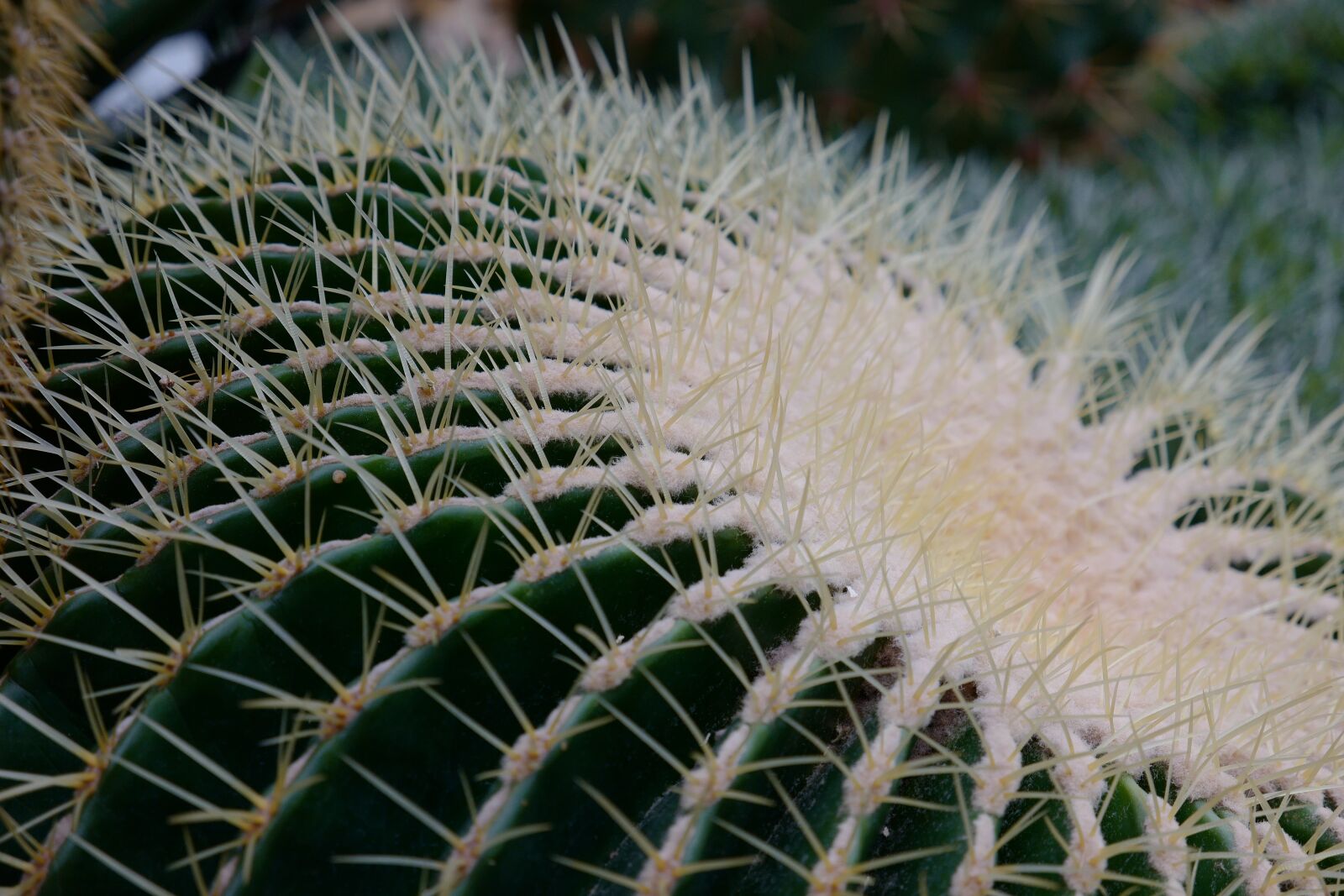 Leica CL sample photo. Cactus, plant, nature photography