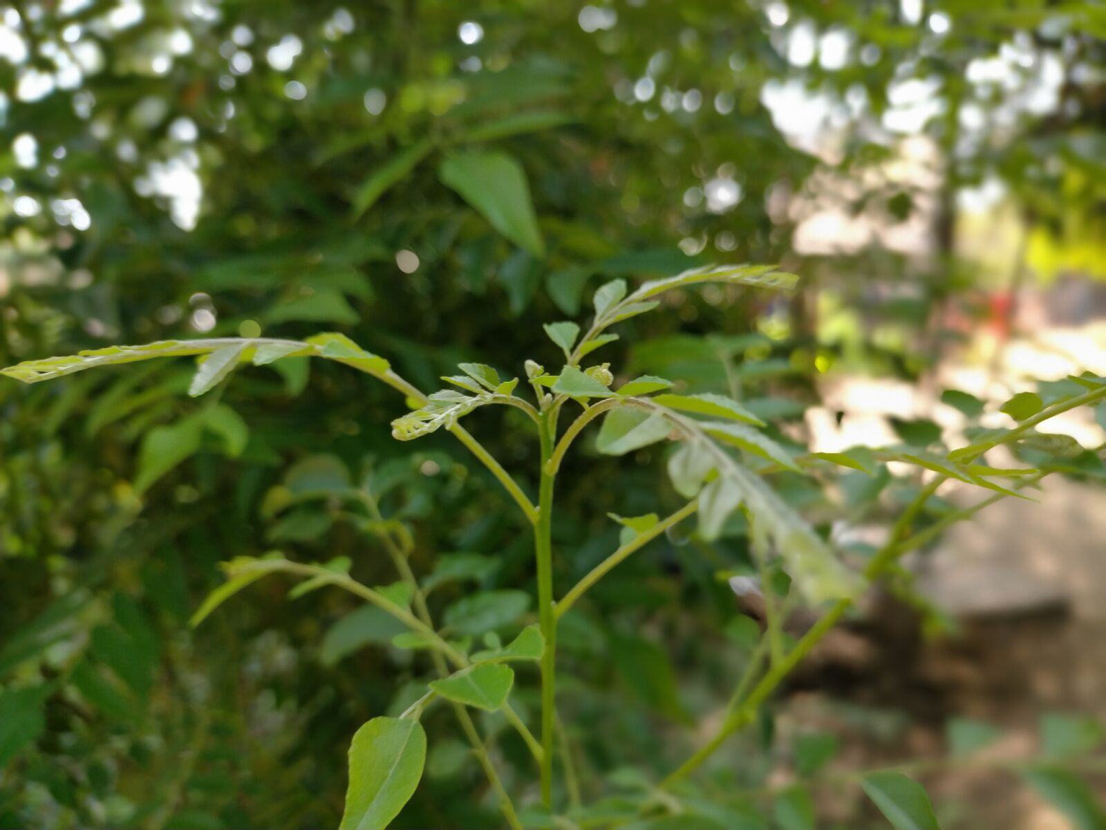 OPPO A9 2020 sample photo. Portrait, nature, green photography
