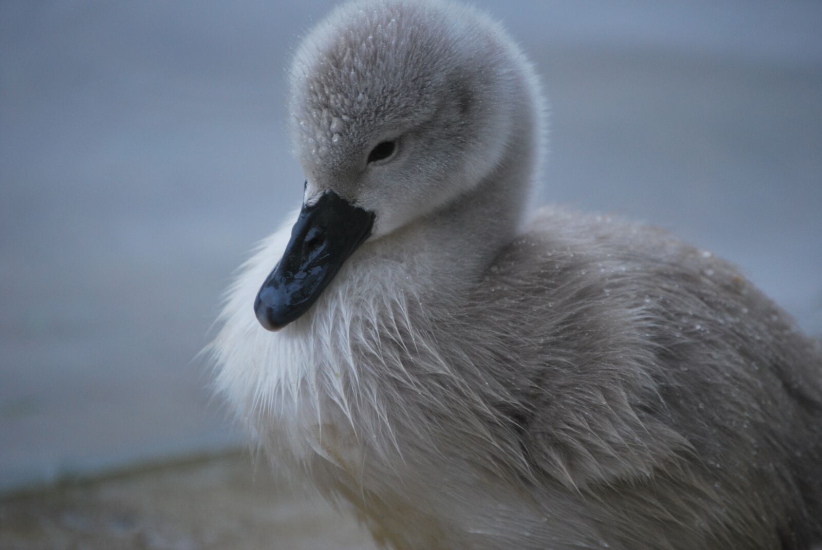 Nikon D60 sample photo. Swan, chick, cygnet photography