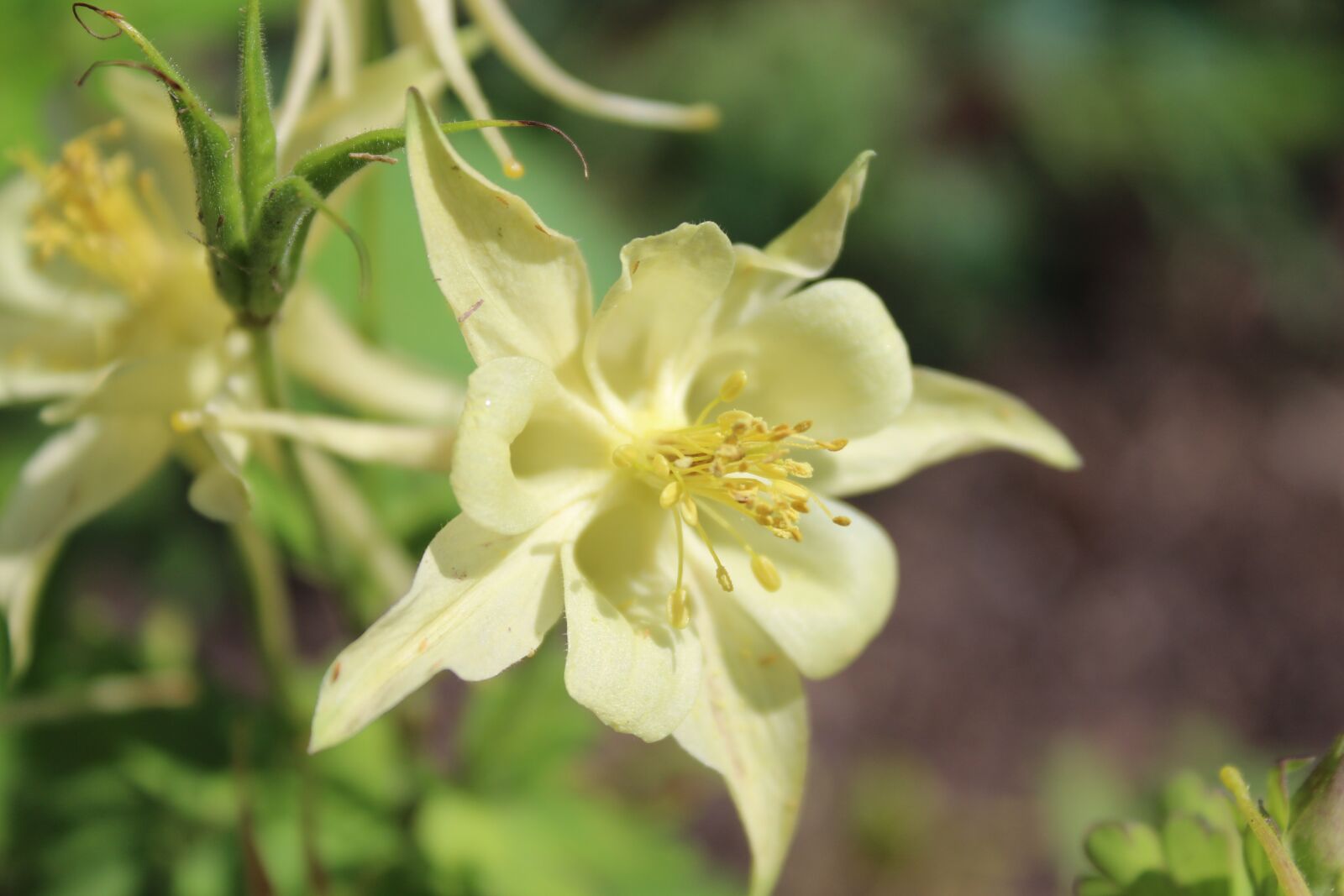 Canon EOS 1300D (EOS Rebel T6 / EOS Kiss X80) + Canon EF-S 18-55mm F3.5-5.6 IS II sample photo. Columbine, yellow, summer photography