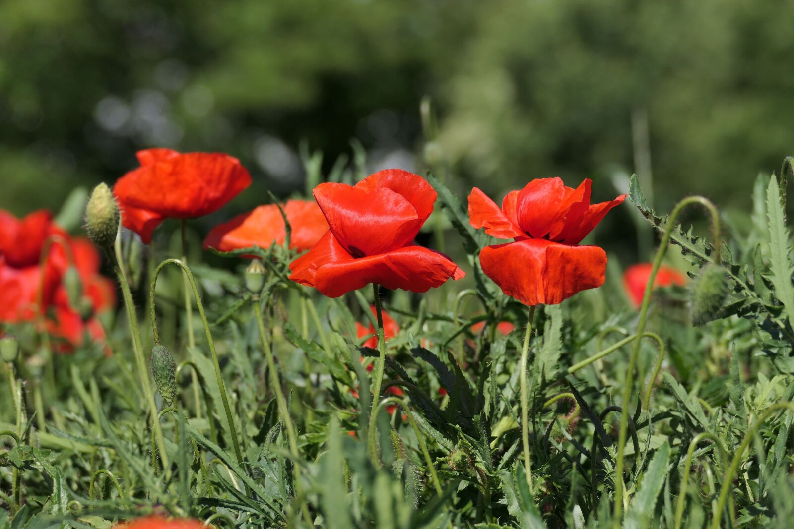 Panasonic DC-FZ10002 sample photo. Poppy, flower, wild flowers photography