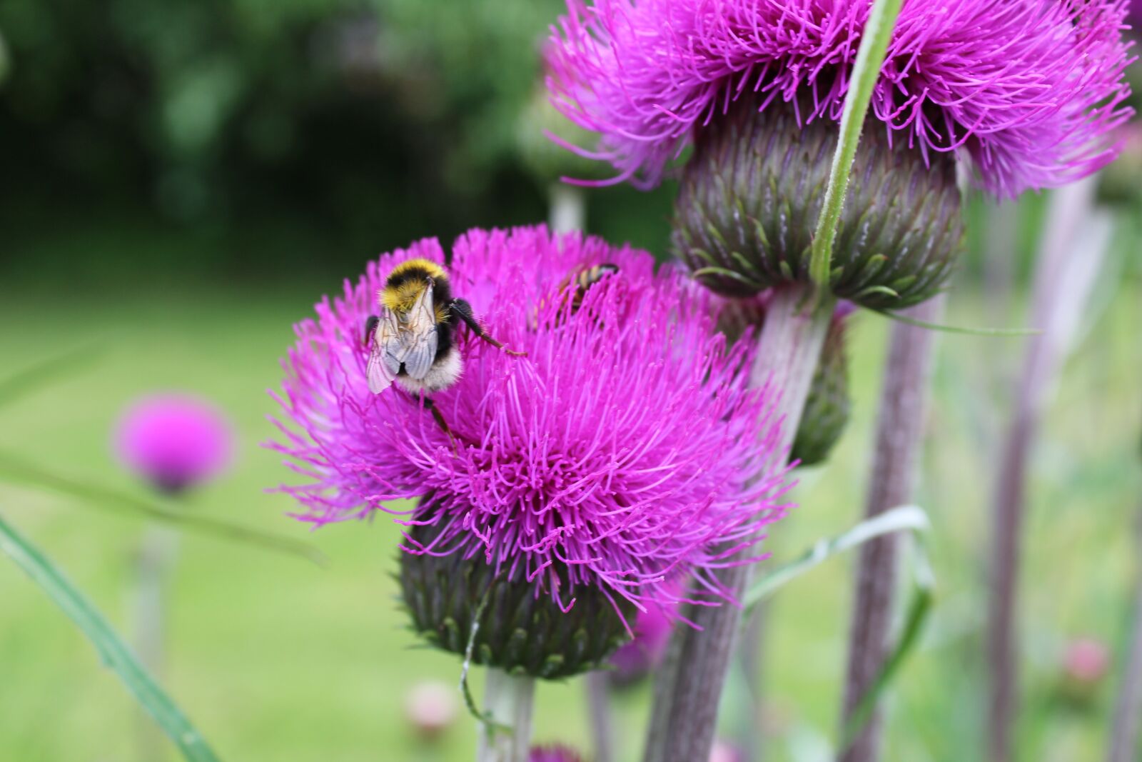 Canon EOS 1300D (EOS Rebel T6 / EOS Kiss X80) sample photo. Bumblebee, flerbladet thistle, thistle photography