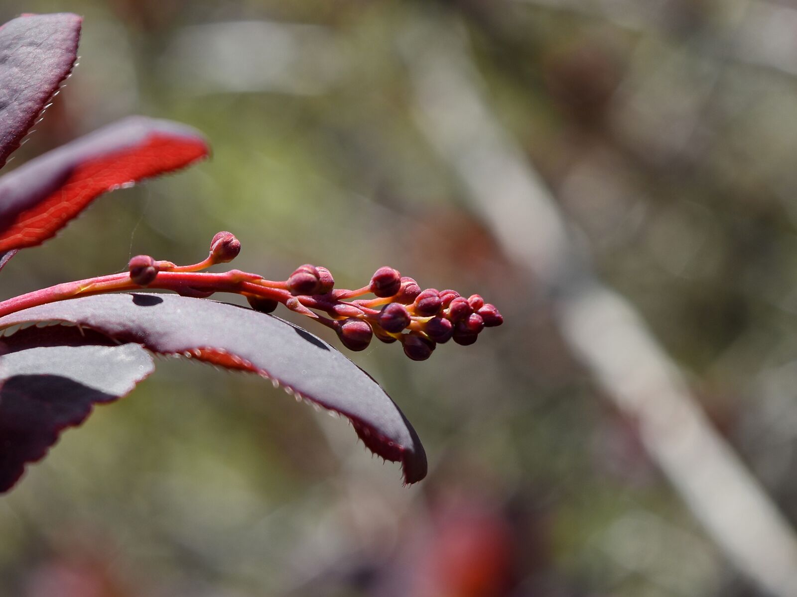 Nikon D5500 sample photo. Branch, plant, nature, shrub photography