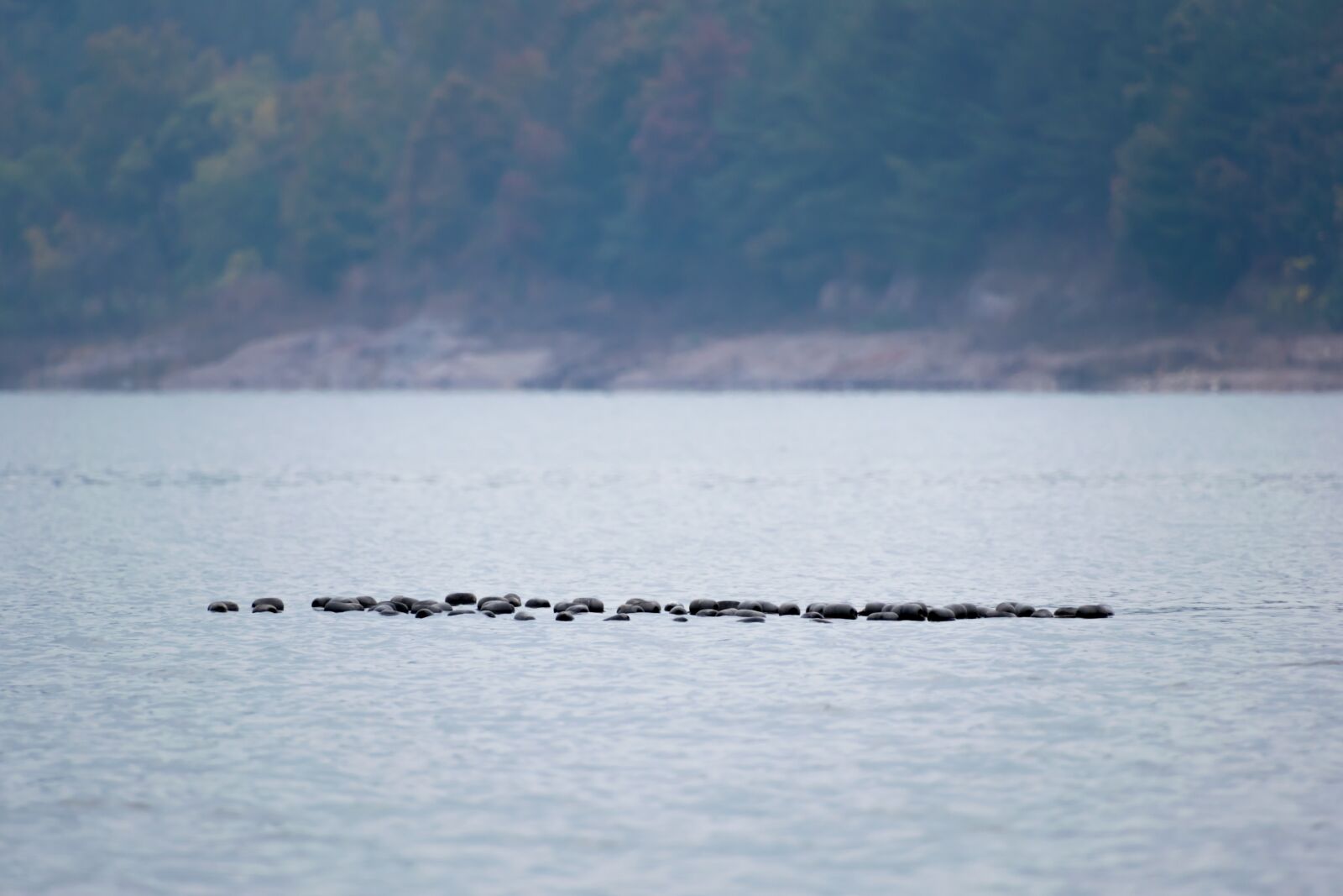 Nikon D5300 sample photo. Lake, floating bricks, nature photography
