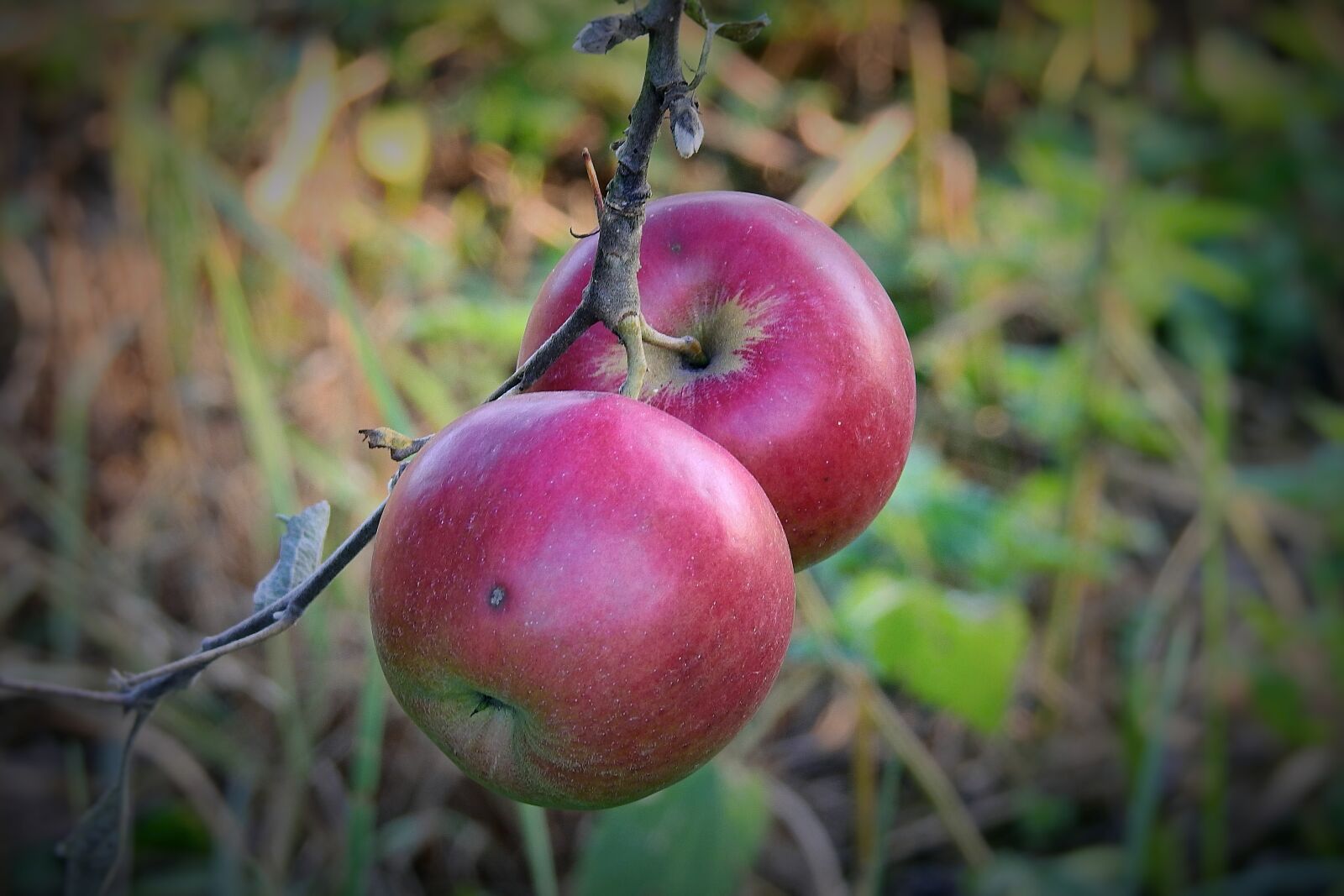 Nikon Coolpix P900 sample photo. Apples, apple, fruit photography