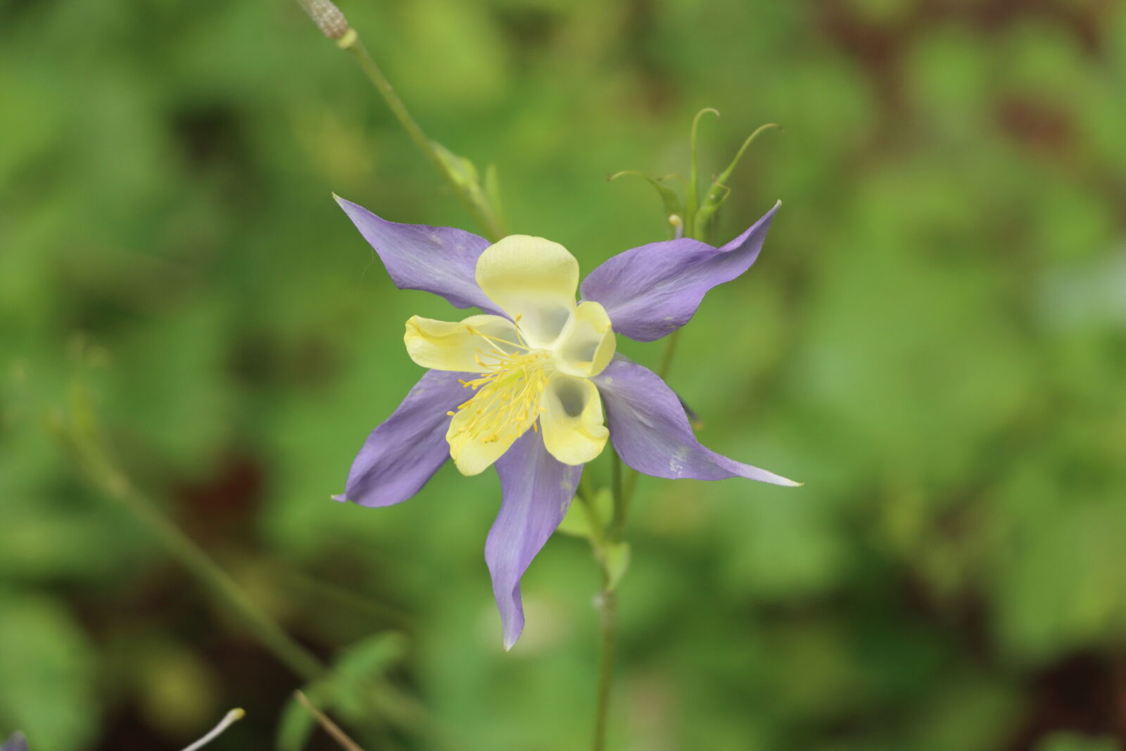 Canon EOS 90D sample photo