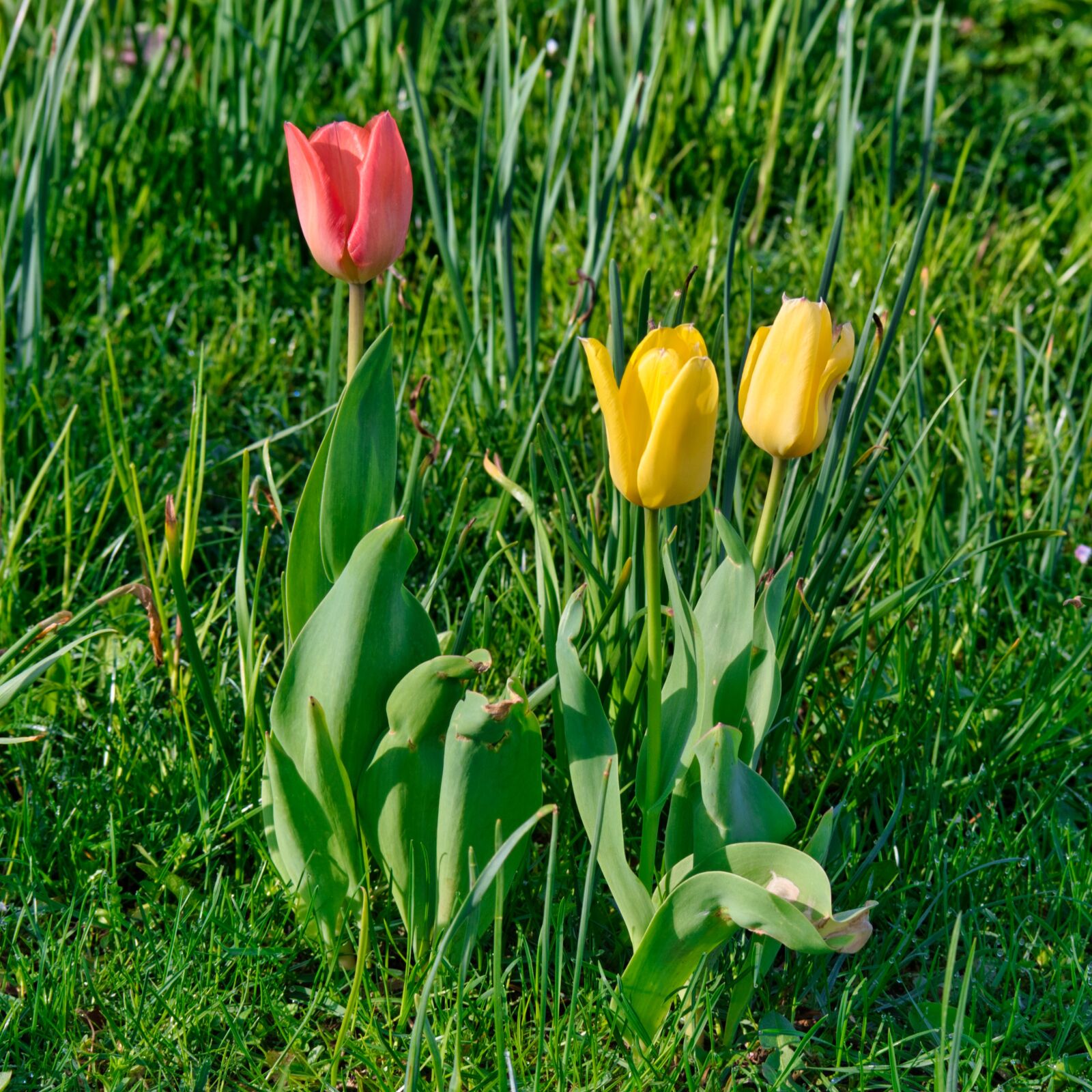 Nikon D7500 sample photo. Tulpenbluete, spring, tulip photography