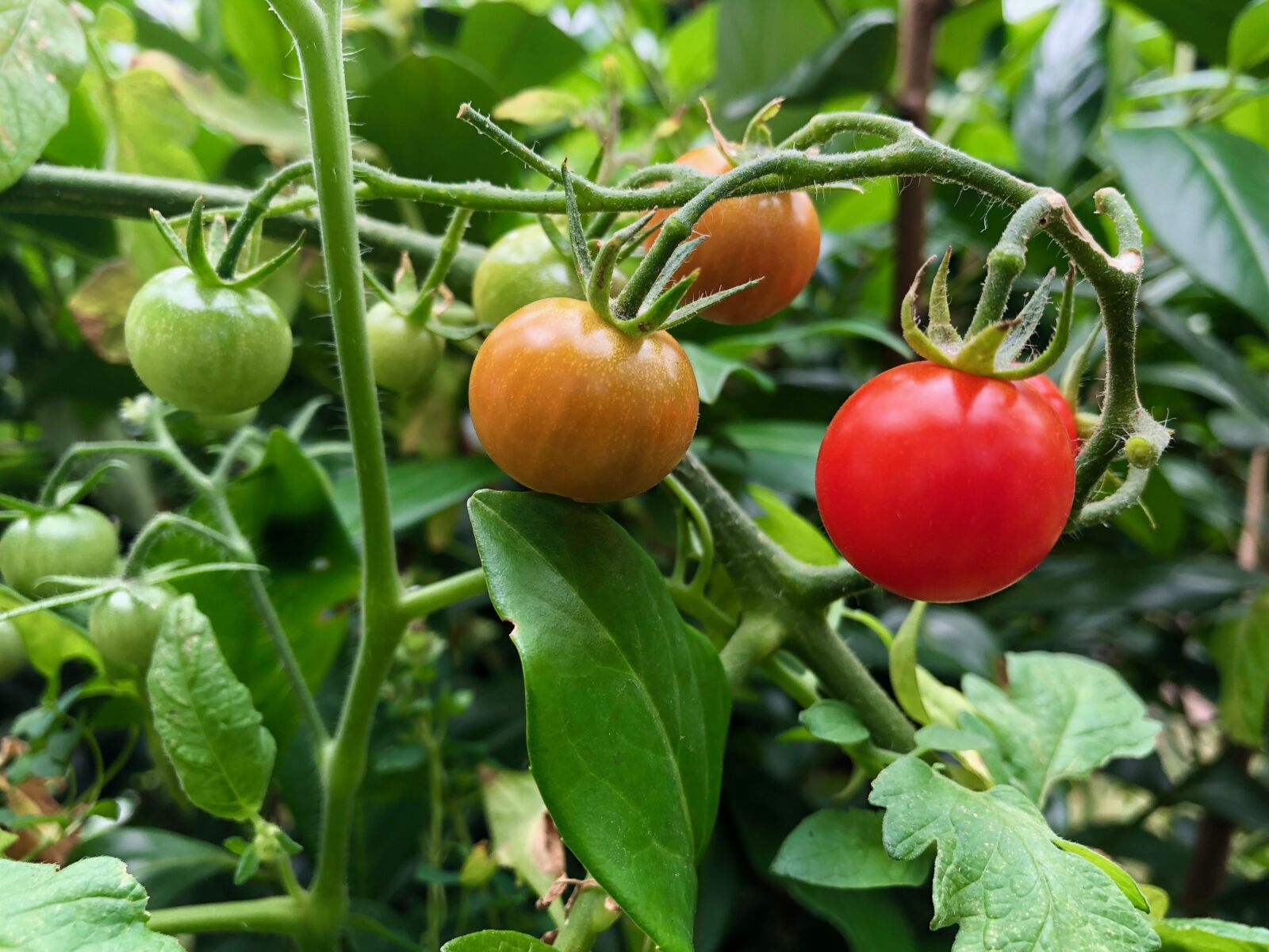iPhone X back dual camera 4mm f/1.8 sample photo. Tomatoes, plant, red photography