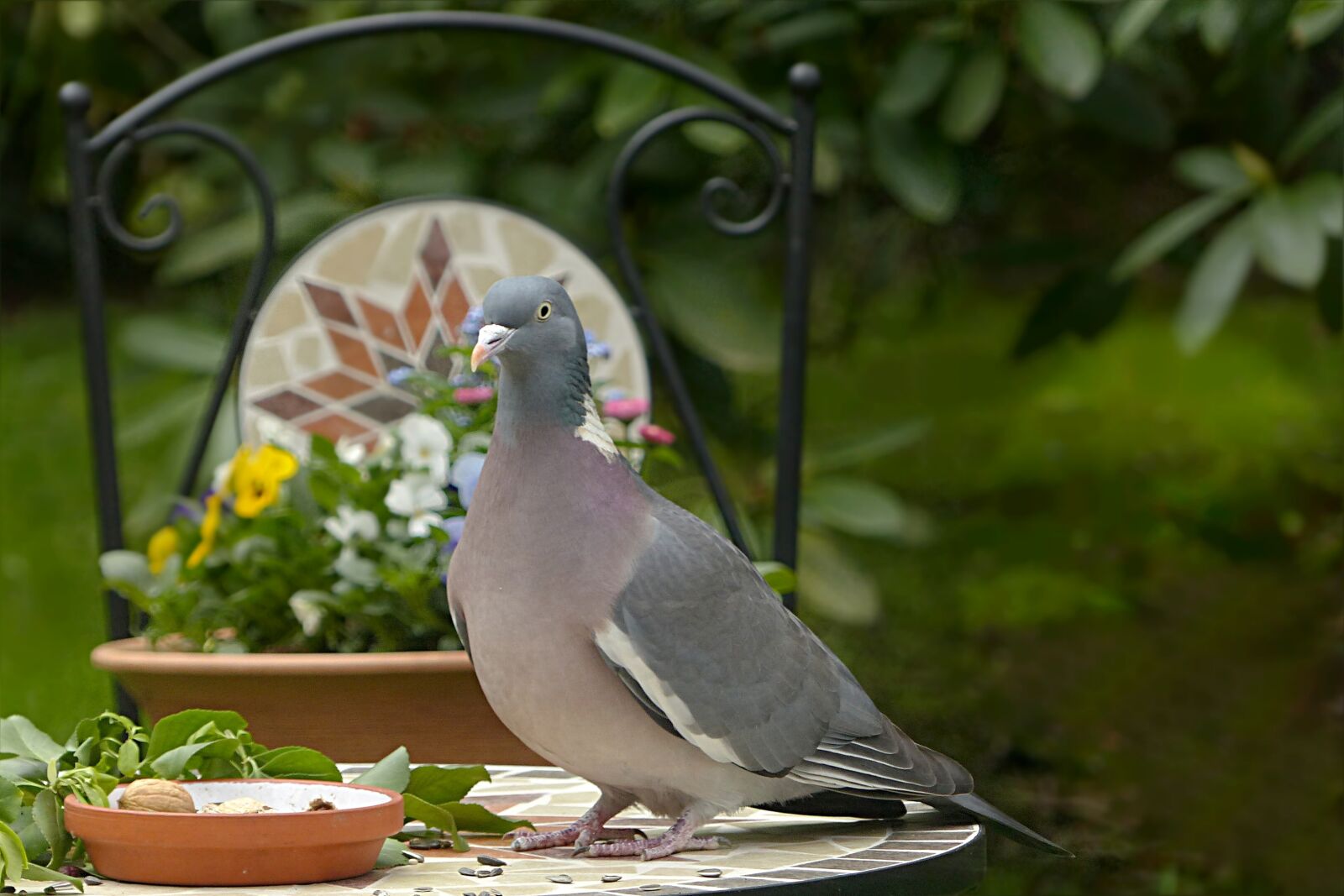 Panasonic Lumix DMC-FZ200 sample photo. Dove, ringdove, bird photography