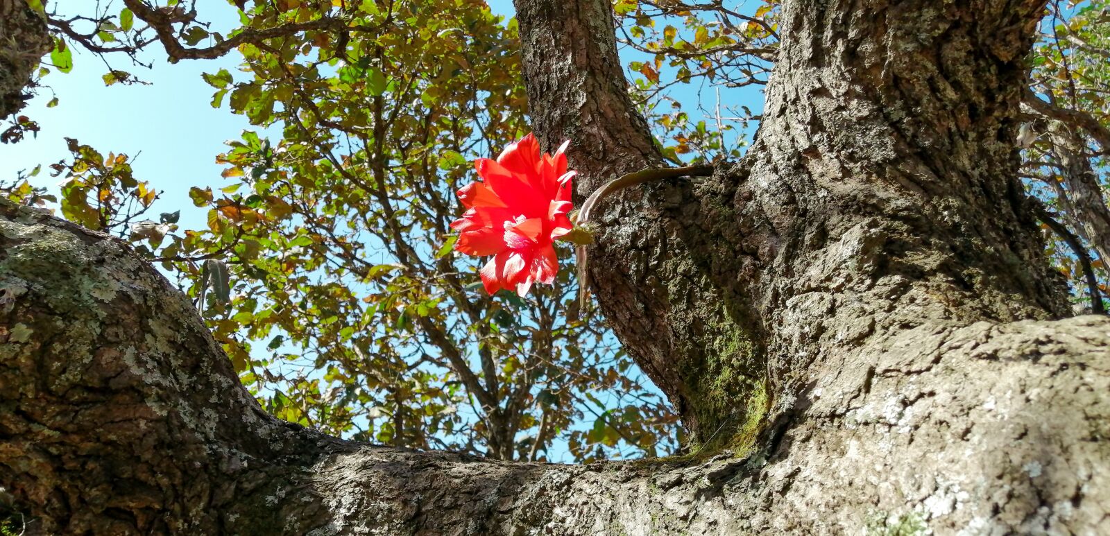 HUAWEI P30 LITE sample photo. Flower, flower in the photography