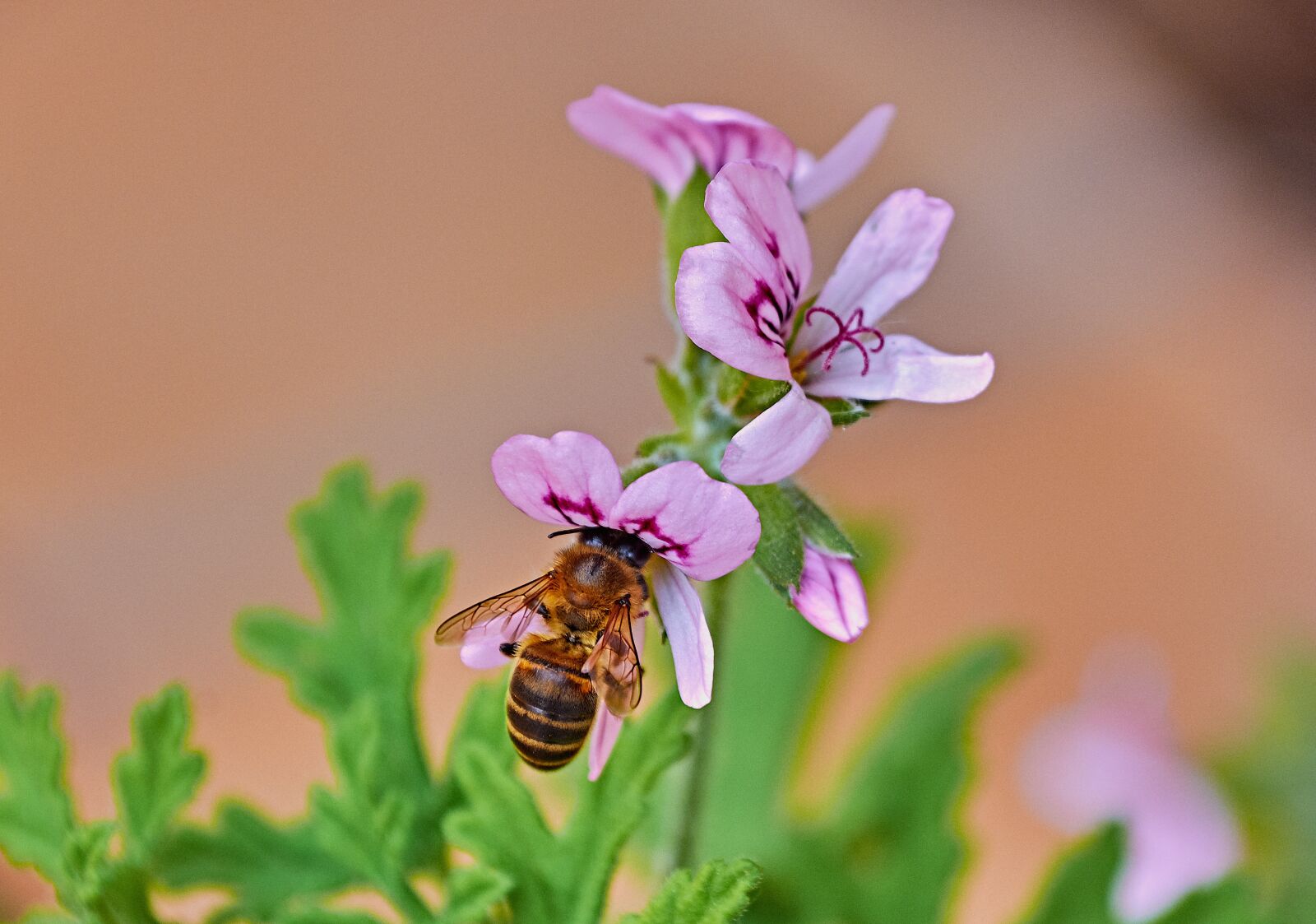 Nikon D7200 sample photo. Bee, flower, insects photography