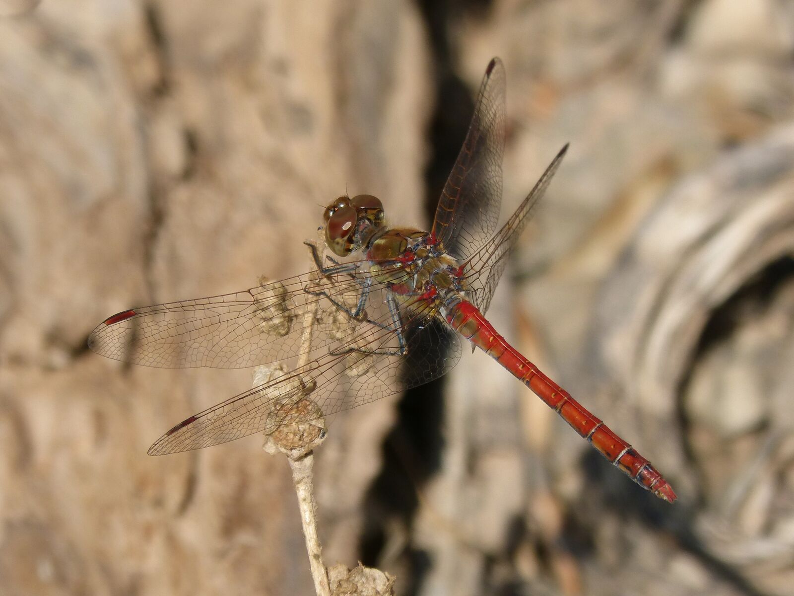 Panasonic DMC-FZ62 sample photo. Dragonfly, annulata trithemis, i photography