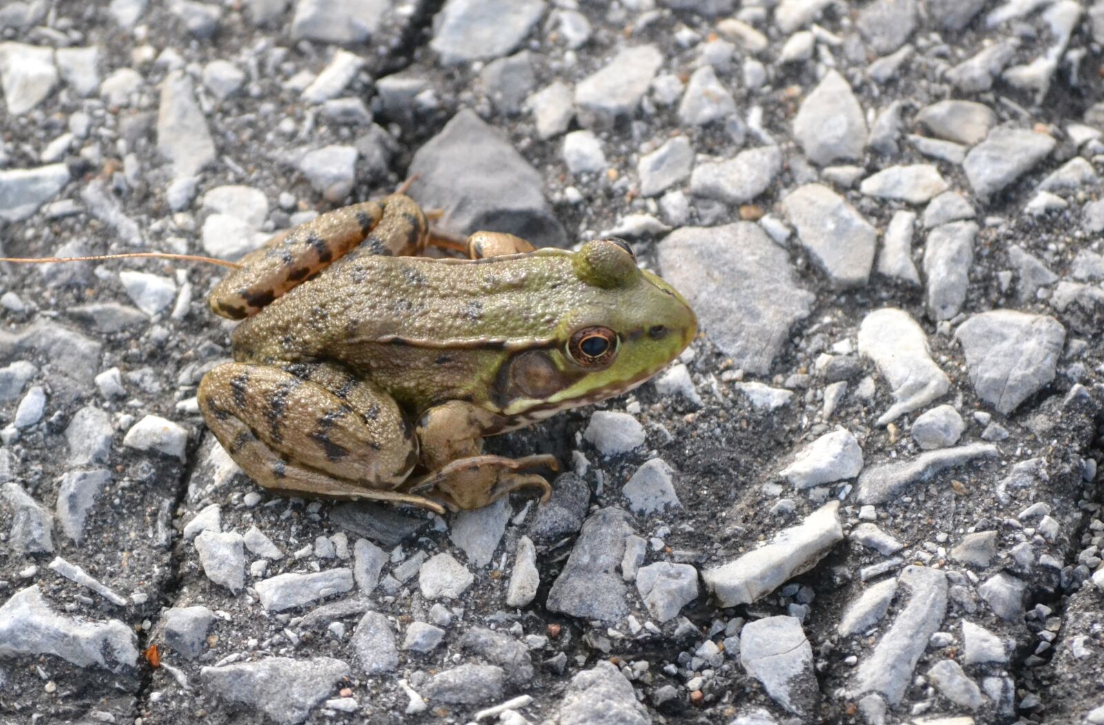 Nikon D3100 sample photo. Animal, amphibian, frog photography