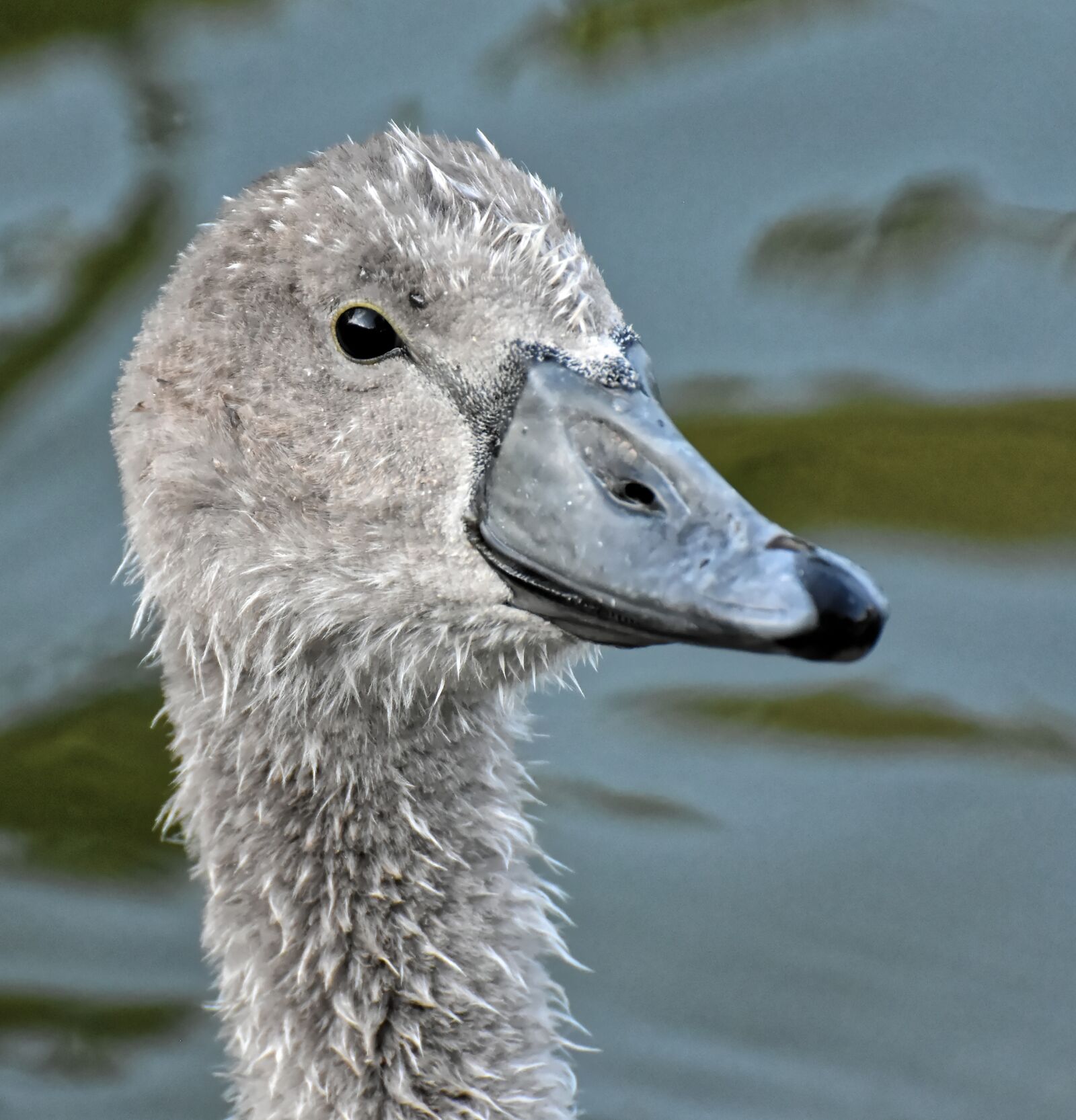 Nikon D7200 sample photo. Swan, young, young animal photography