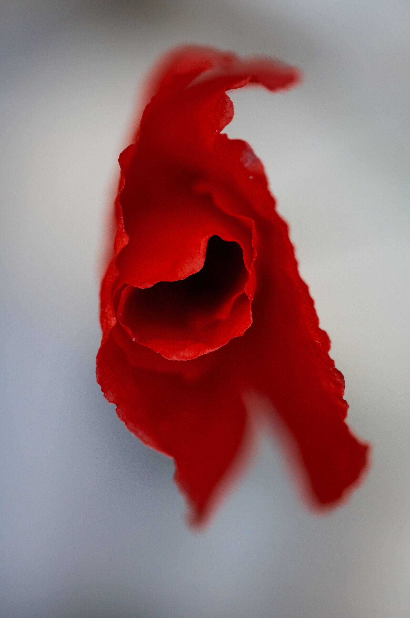 Sony SLT-A55 (SLT-A55V) sample photo. Poppy, blossom, bloom photography