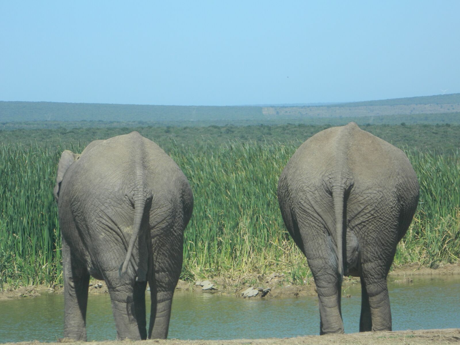 Nikon Coolpix L120 sample photo. Elephant, nature, south africa photography