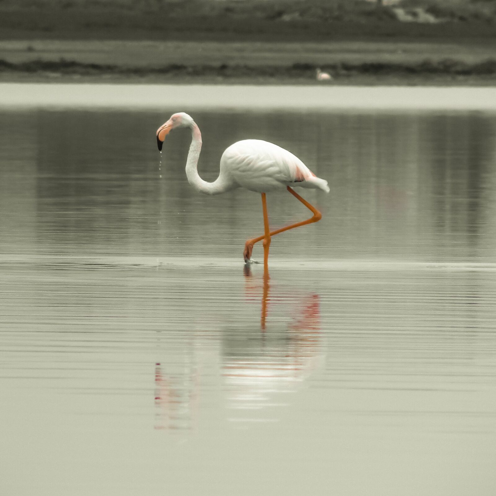Canon PowerShot SX400 IS sample photo. Flamingo, bird, migratory photography