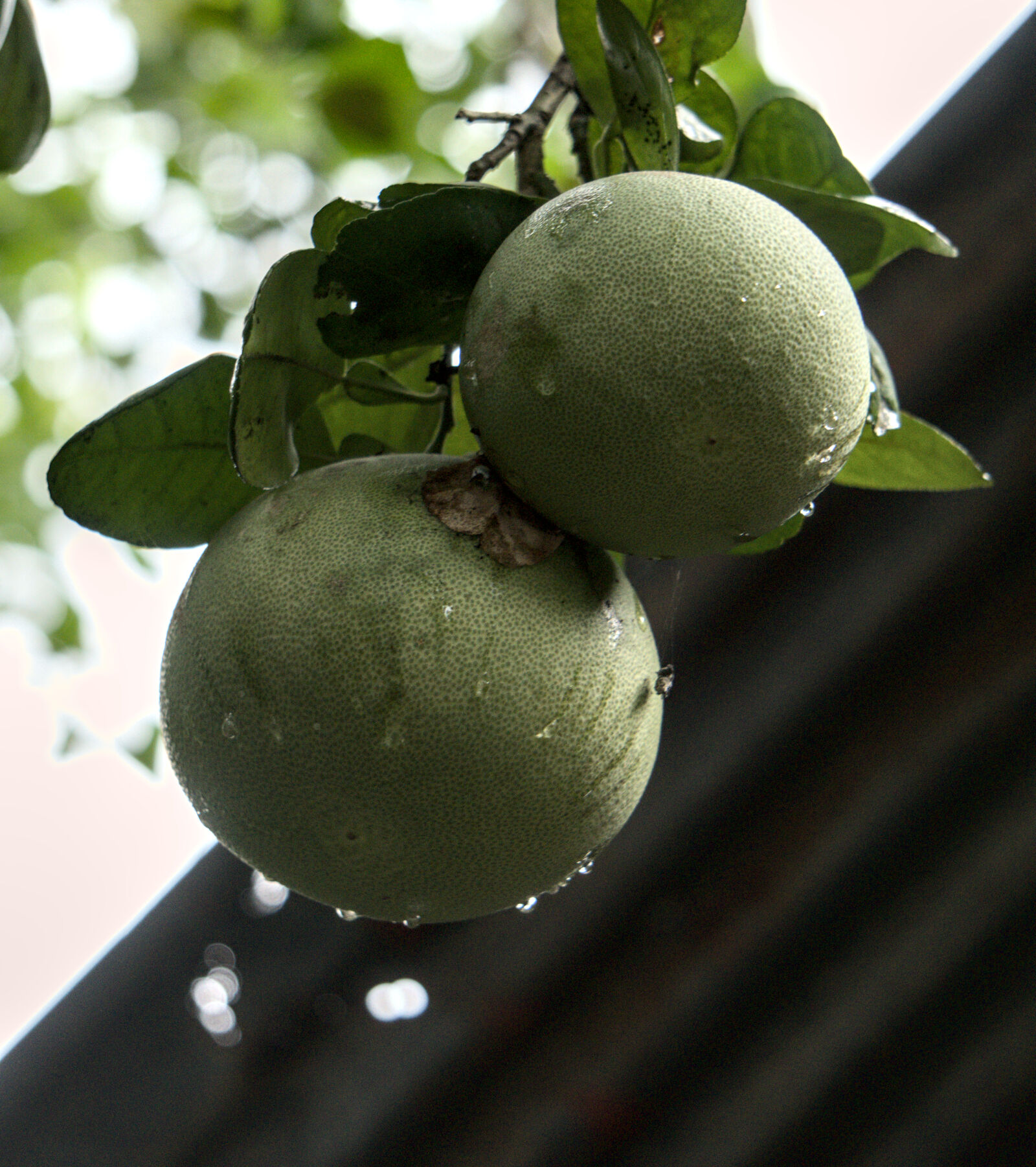 Sony E 55-210mm F4.5-6.3 OSS sample photo. Low hanging fruit photography