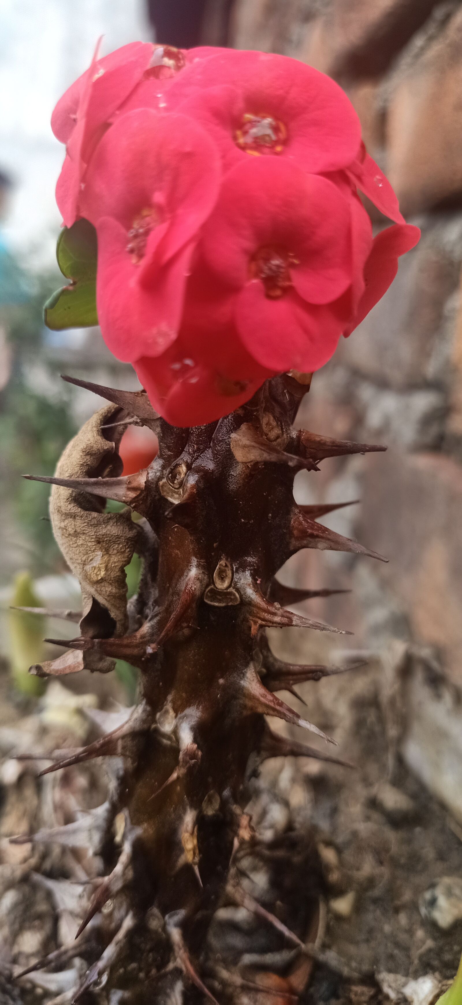 OPPO F11 sample photo. Flowers, nature, beauty photography