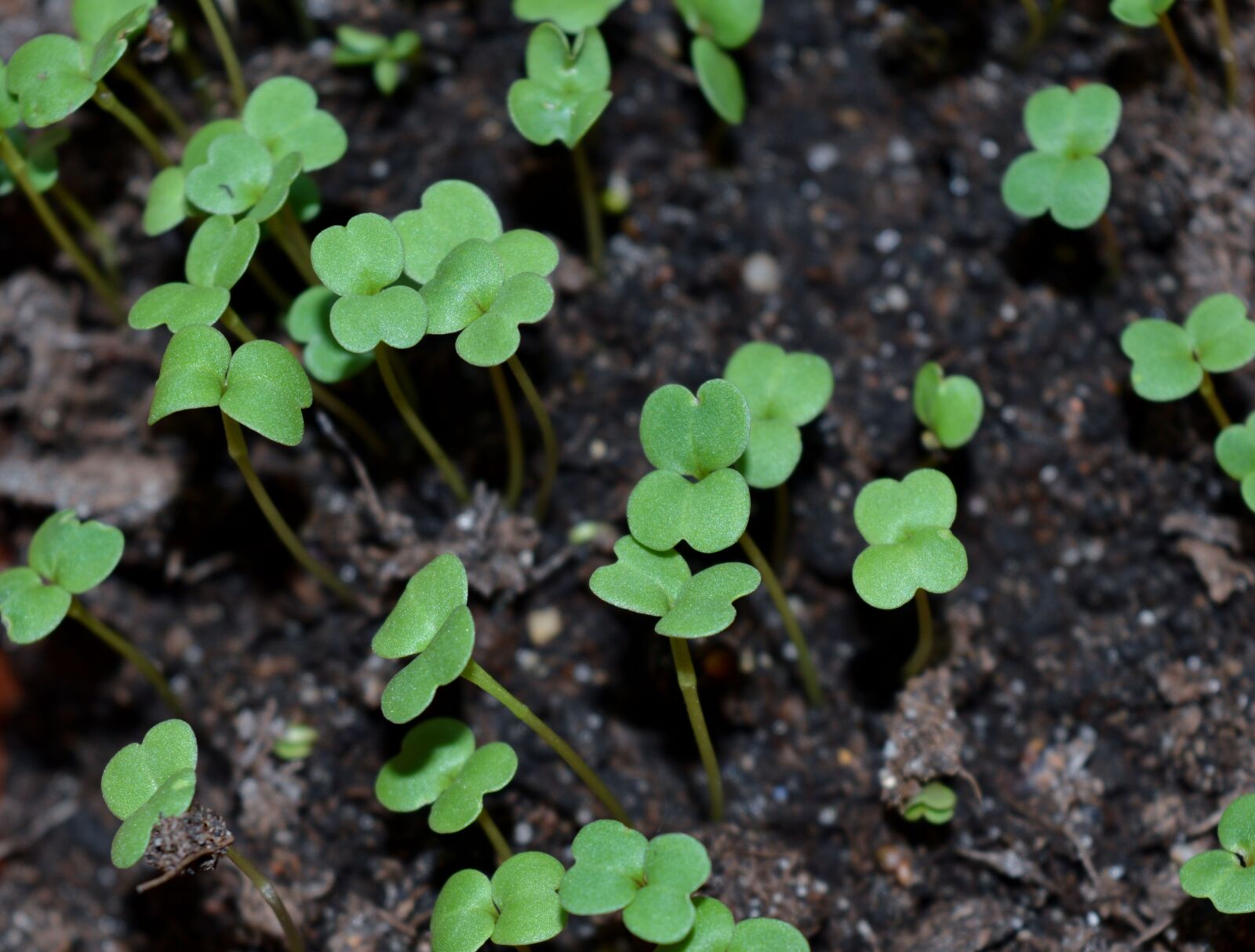 Nikon D3200 sample photo. Sprouts, seedling, mikrozelen photography