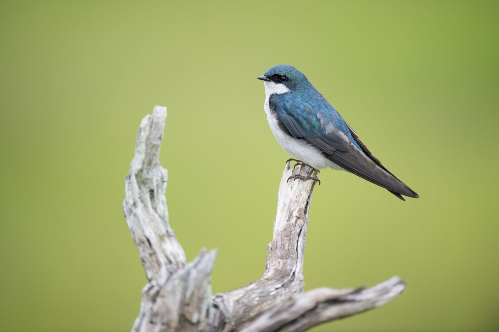 Nikon D4S sample photo. Animal, bird, avian photography