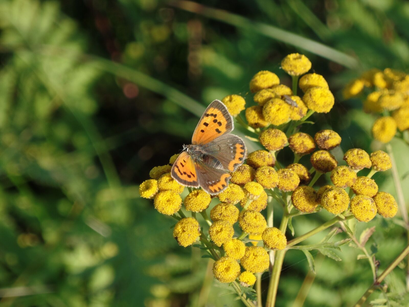 Samsung WB350F/WB351F/WB352F sample photo. Spring, butterfly, flower photography