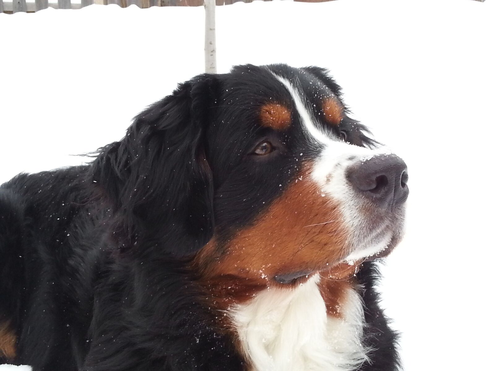 Samsung Galaxy S3 sample photo. Bernese mountain dog, dog photography