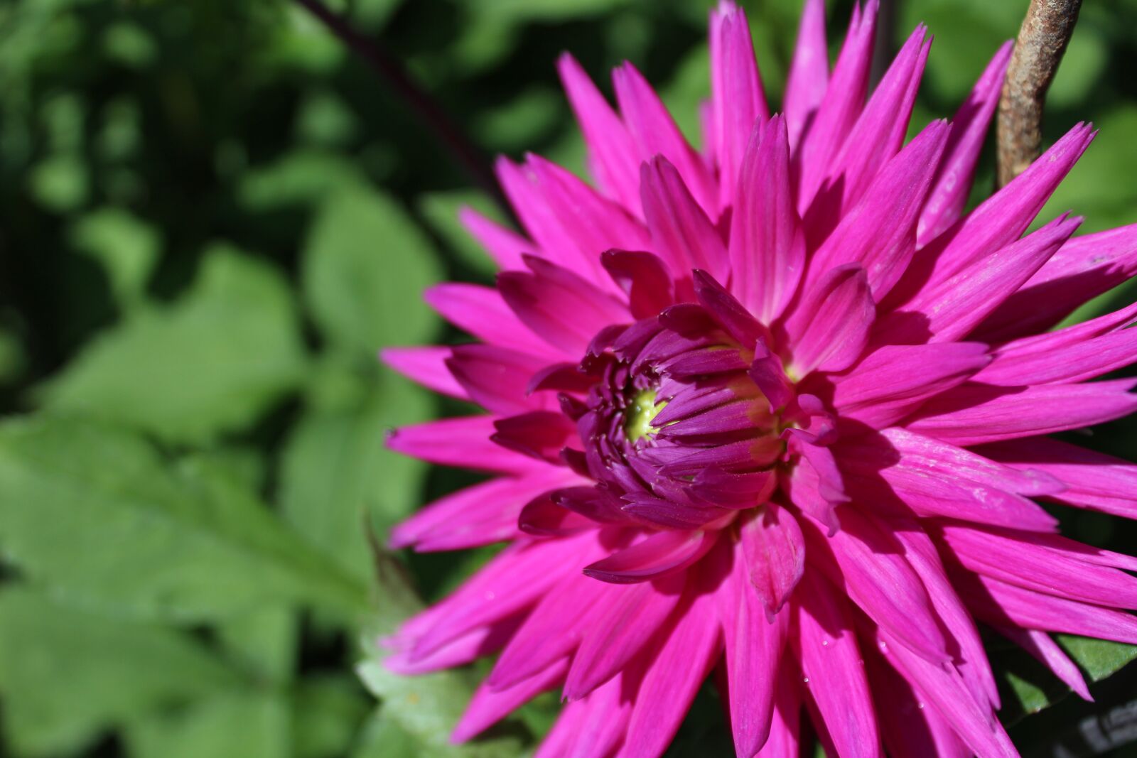 Canon EOS 1300D (EOS Rebel T6 / EOS Kiss X80) sample photo. Dahlia, flower, flower garden photography