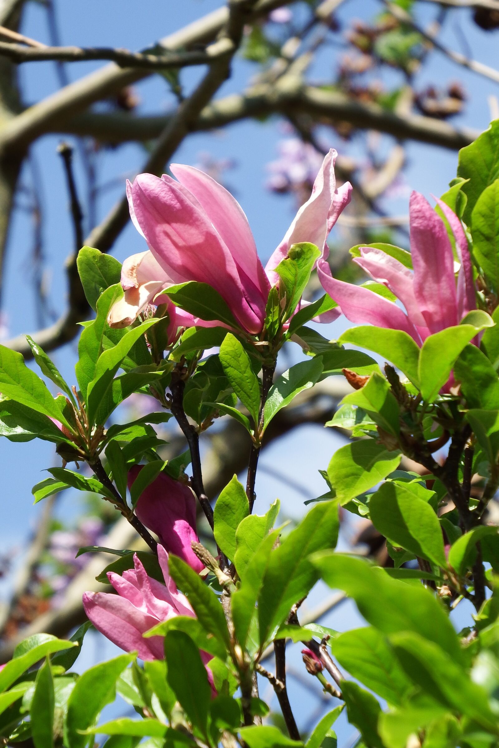 Fujifilm FinePix S1 sample photo. Magnolia, flowering, spring photography