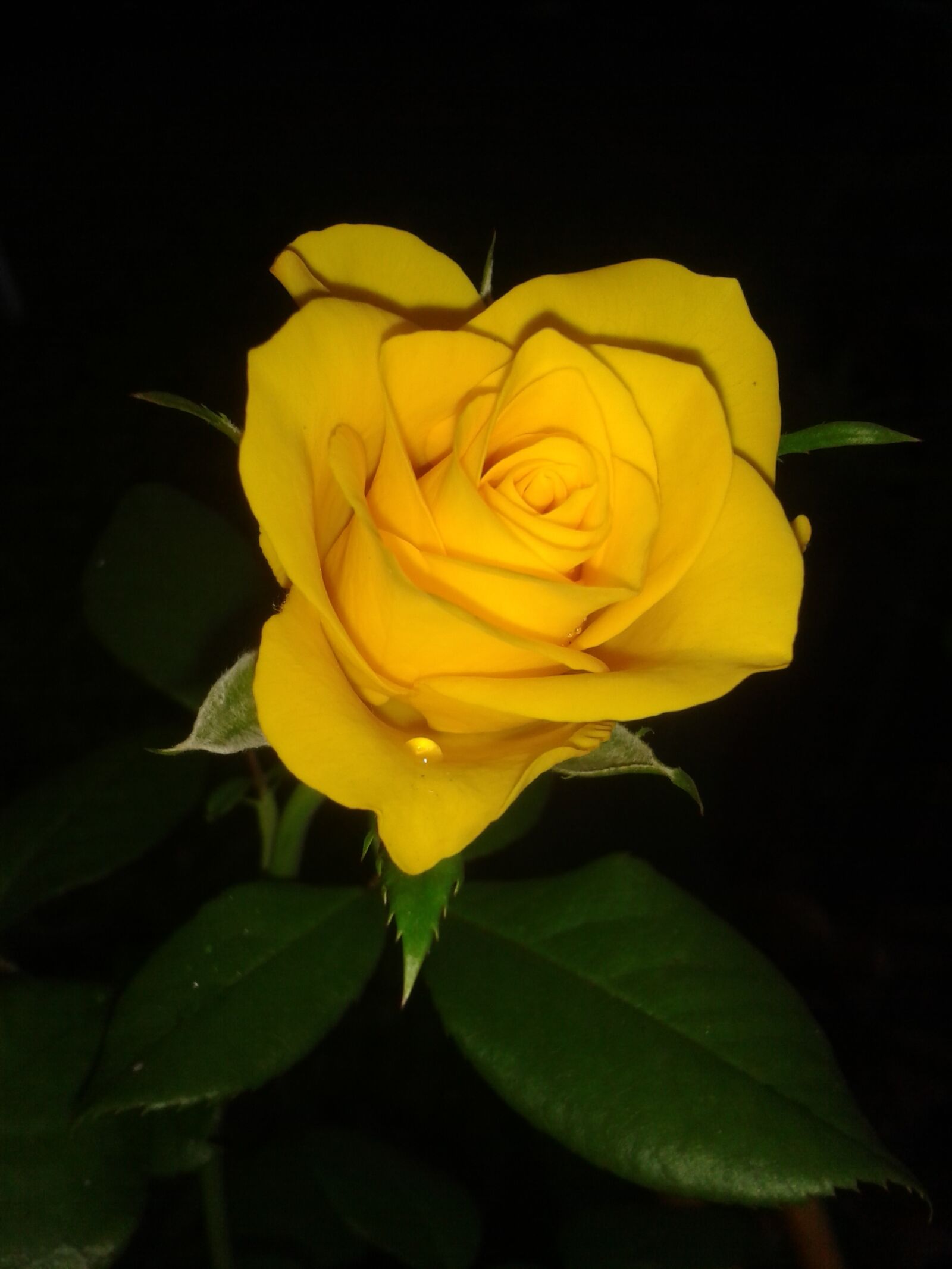Samsung Galaxy Trend Plus sample photo. Plant, rose, yellow photography