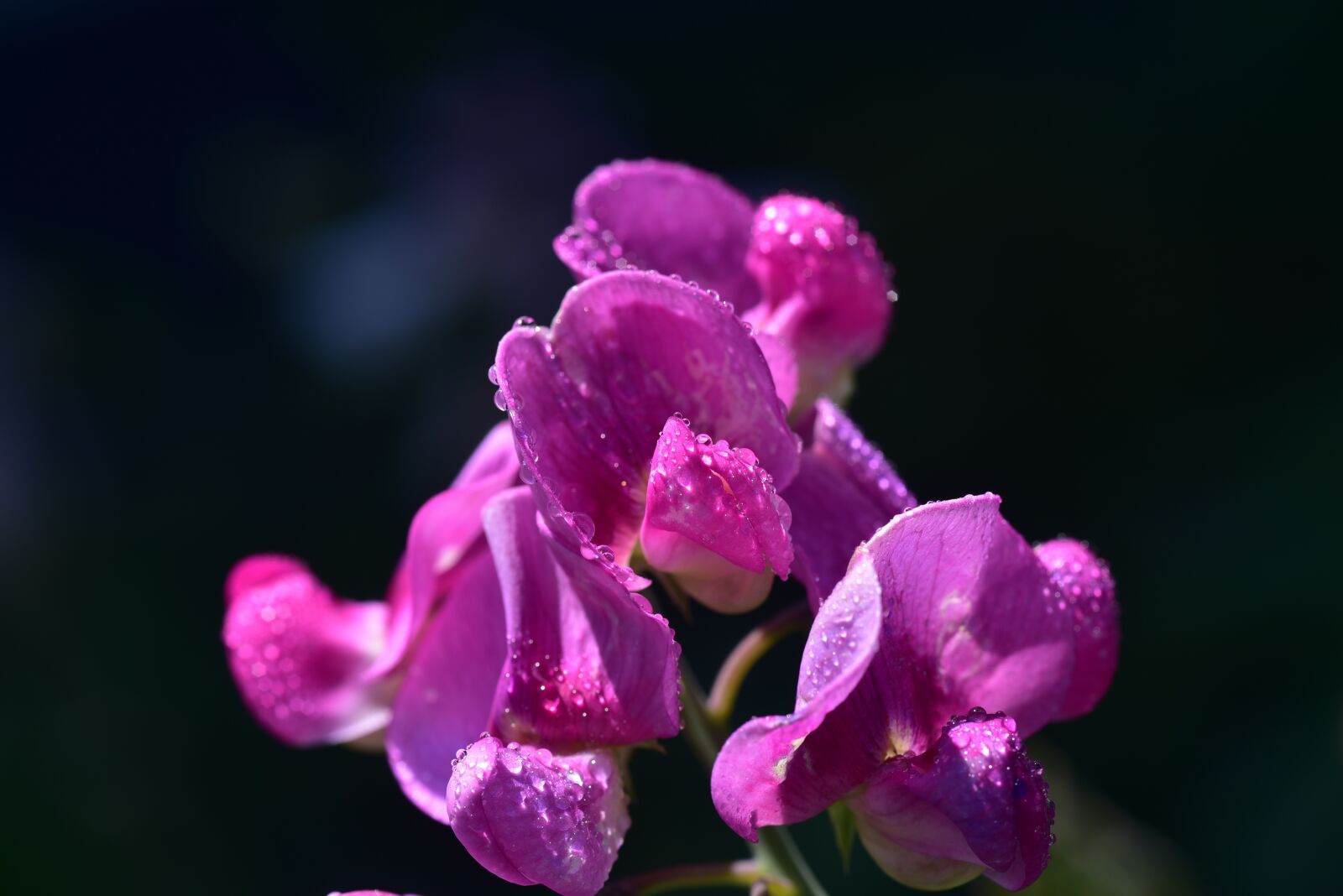 Nikon D750 sample photo. Ziererbse, pea flower, color photography