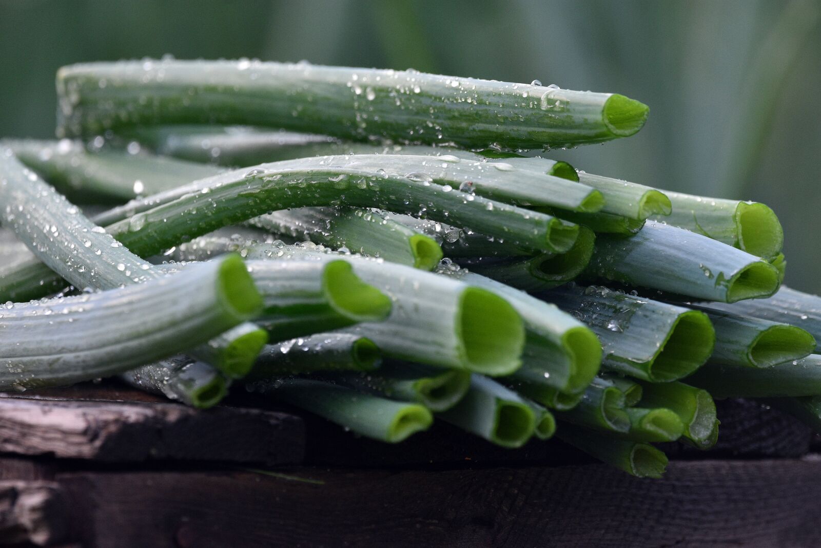 Nikon D3400 sample photo. Chives, chive, onion photography