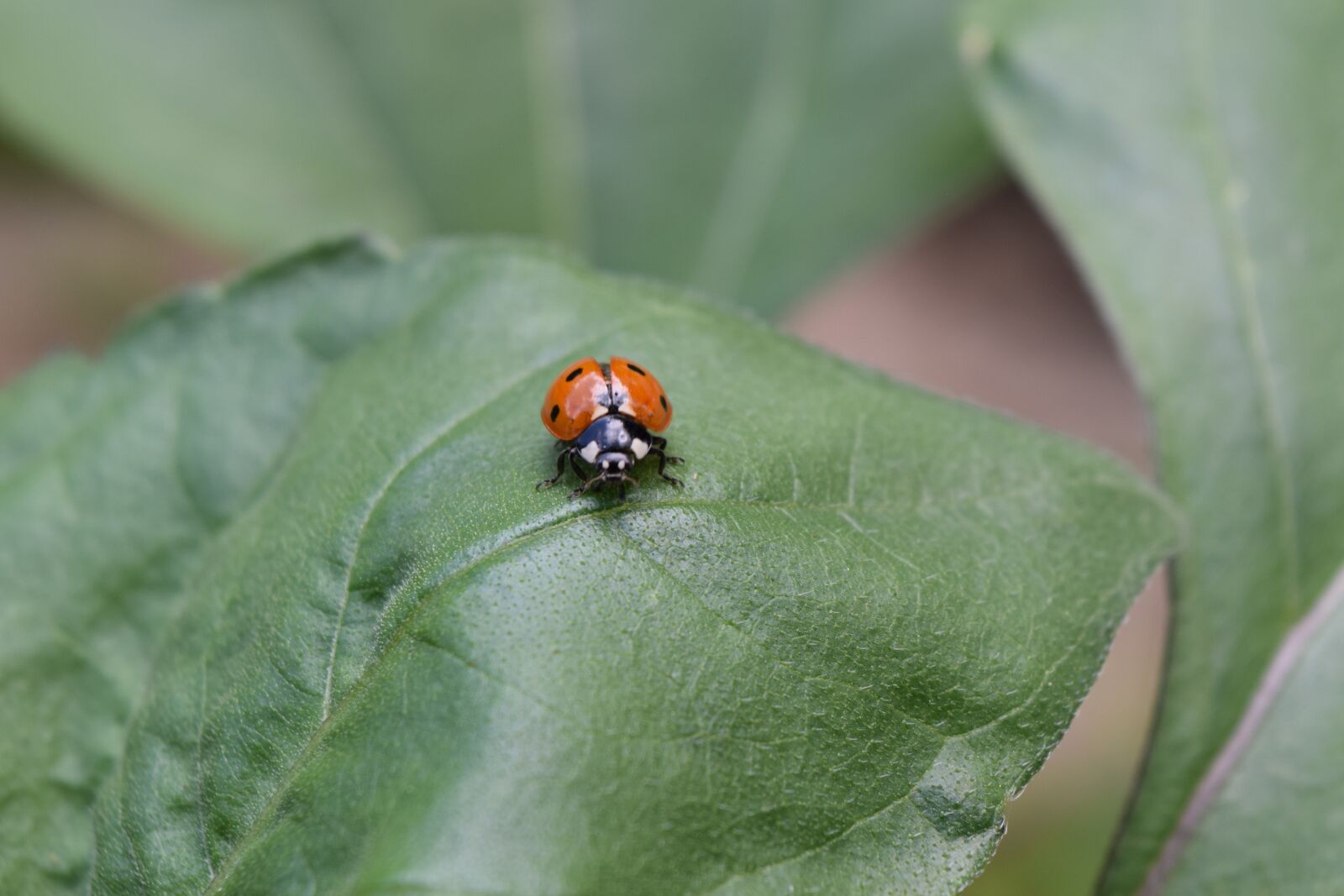 Nikon D3300 sample photo. Ladybug, beetle, ladybug leaf photography