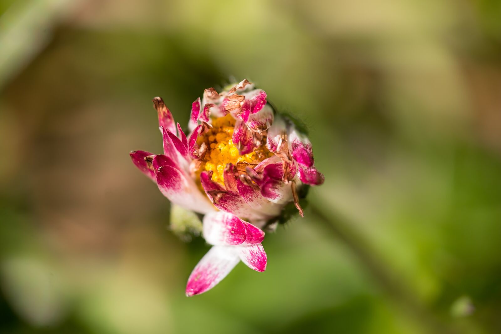 Samsung NX 50-200mm F4-5.6 ED OIS sample photo. Daisy, flower, pointed flower photography