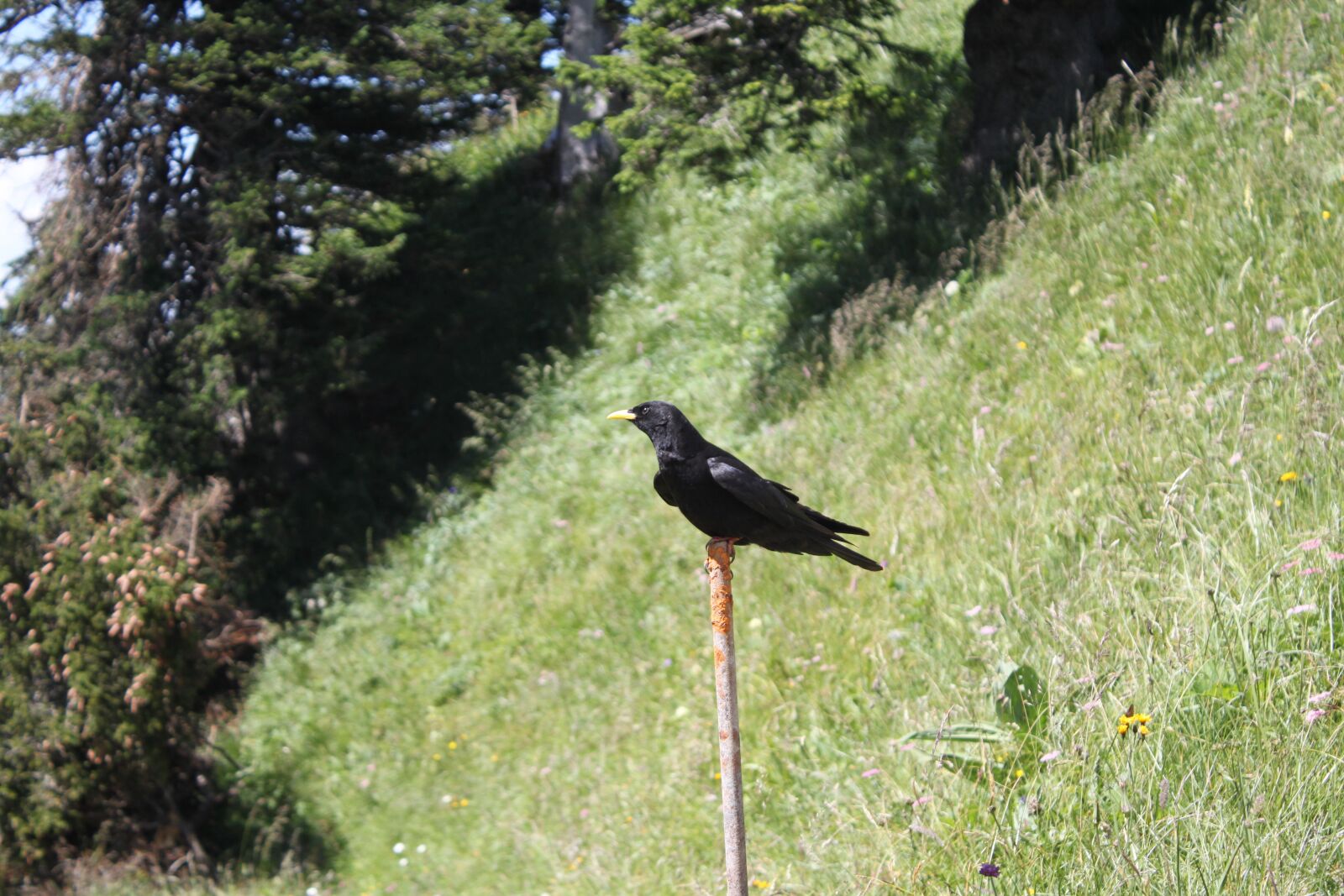 Canon EOS 500D (EOS Rebel T1i / EOS Kiss X3) sample photo. Bird, black, switzerland photography