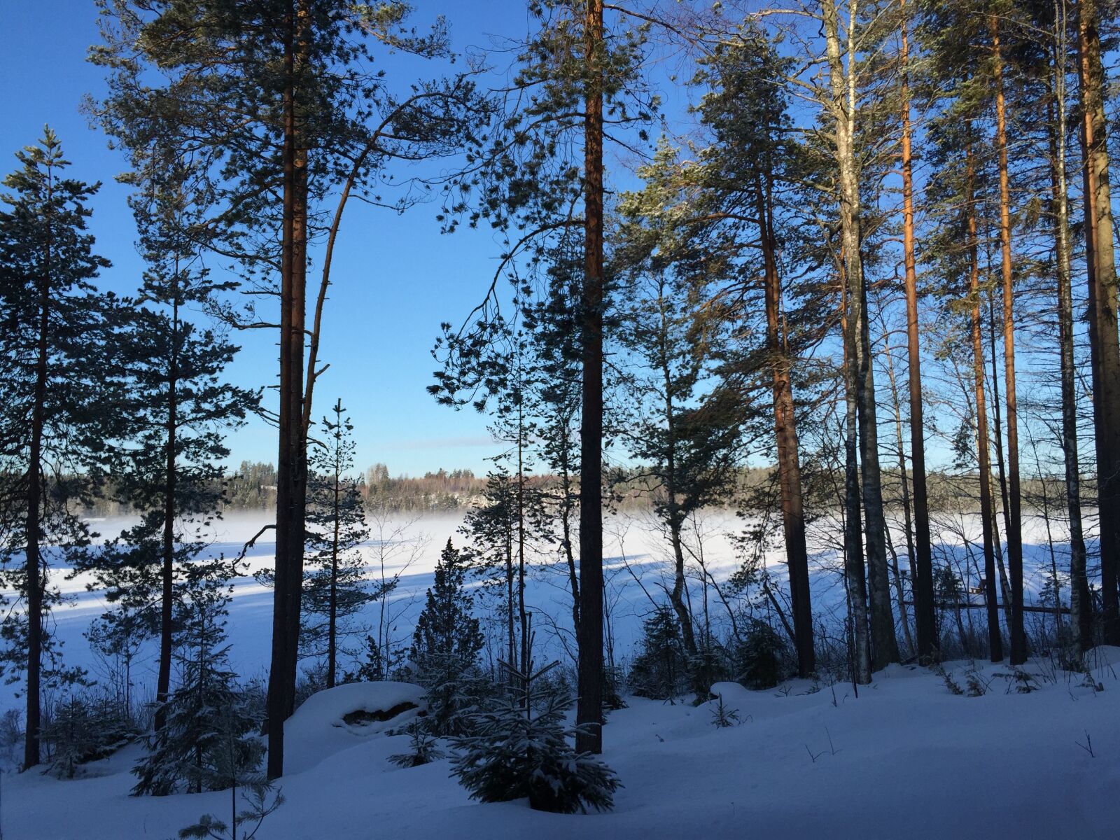 Apple iPhone 6 sample photo. Winter, snow, snow landscape photography