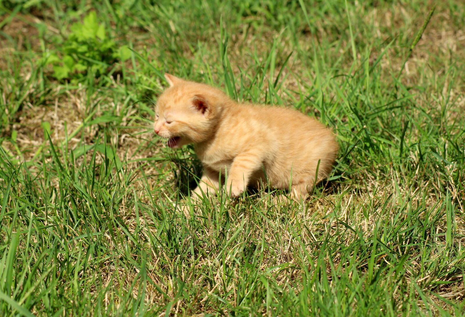 Canon EOS 1200D (EOS Rebel T5 / EOS Kiss X70 / EOS Hi) sample photo. Cat, kitten, small photography
