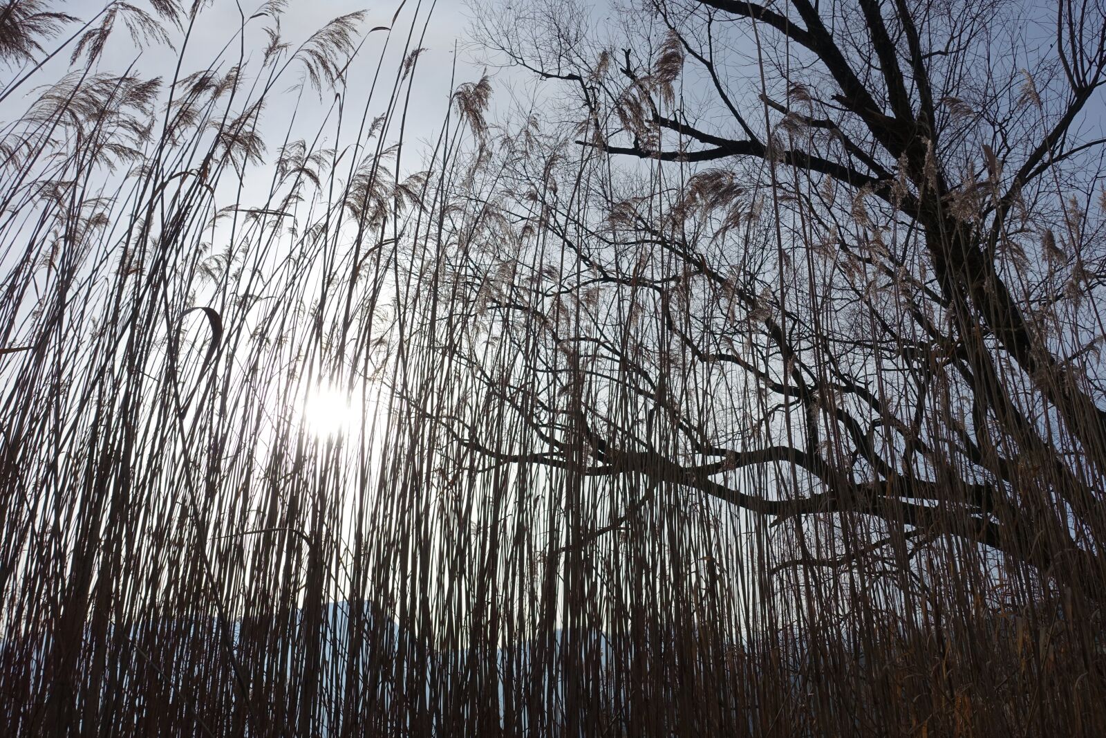 Sony Cyber-shot DSC-RX100 III sample photo. Reed, lakeside, nature photography