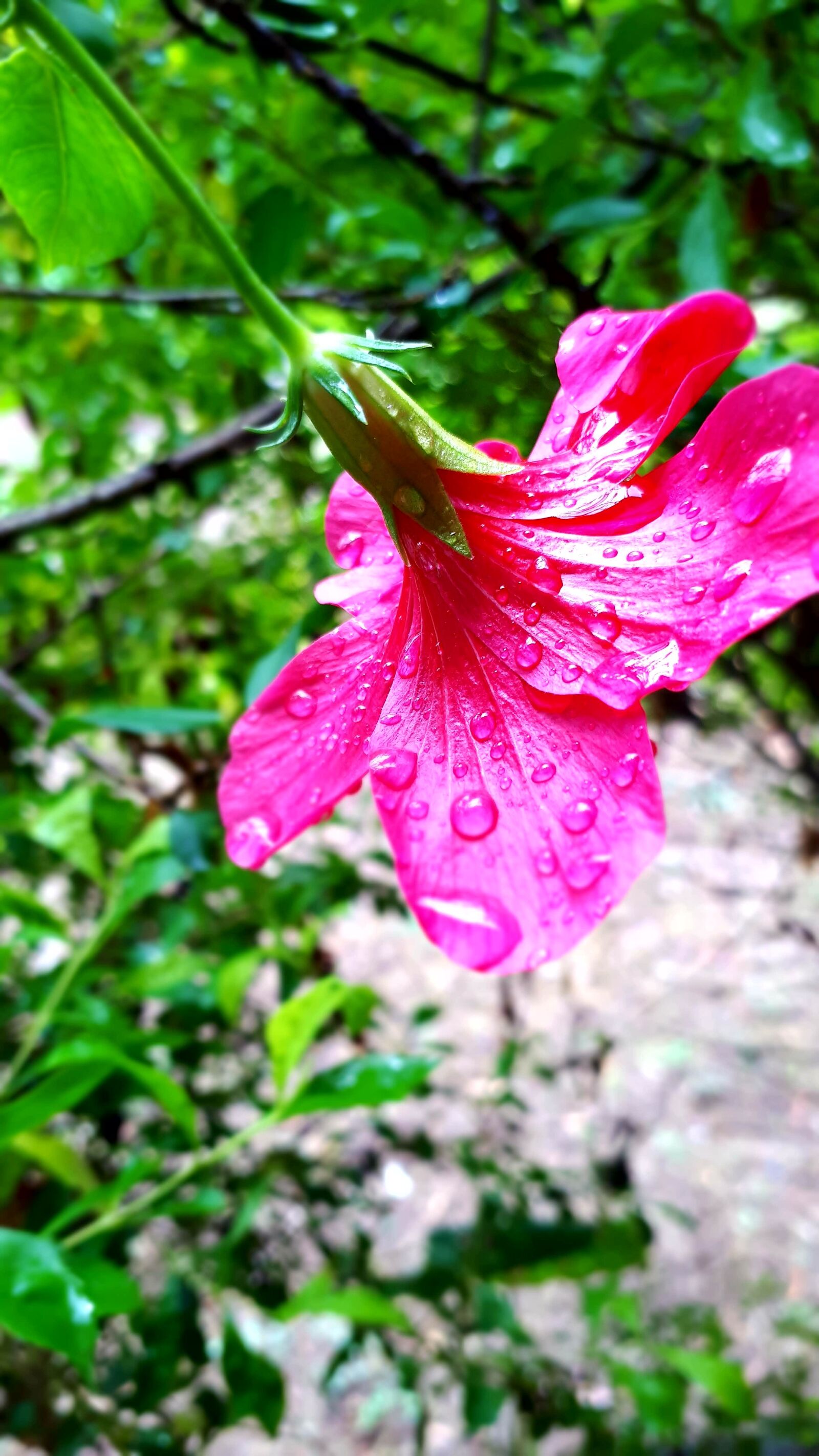 Samsung Galaxy A5(2017) sample photo. Flowers, raindrops, monsoon photography
