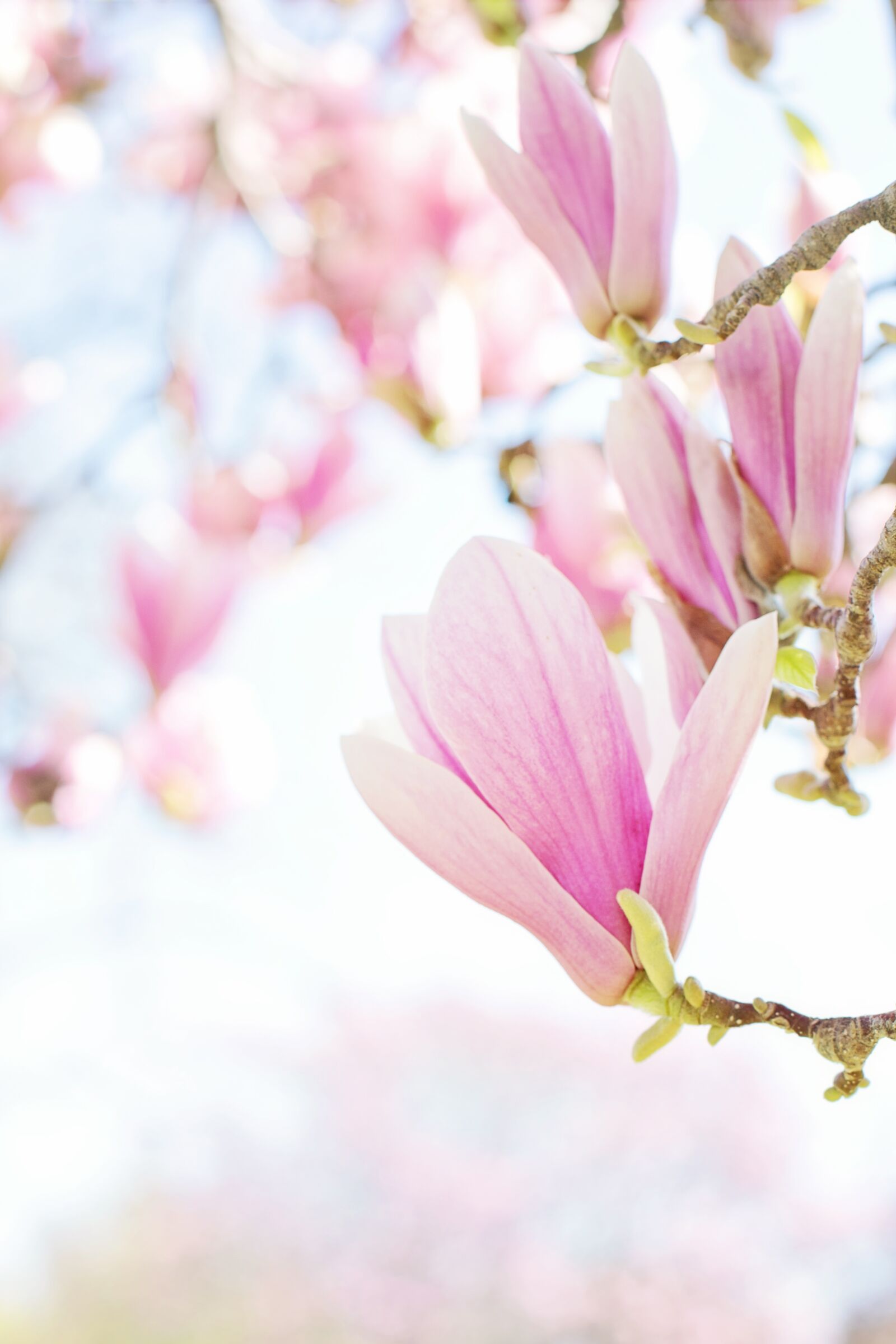 Canon EF 50mm F1.4 USM sample photo. Magnolia, blossoms, blooms photography